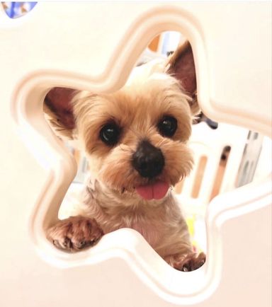 ラブの写真