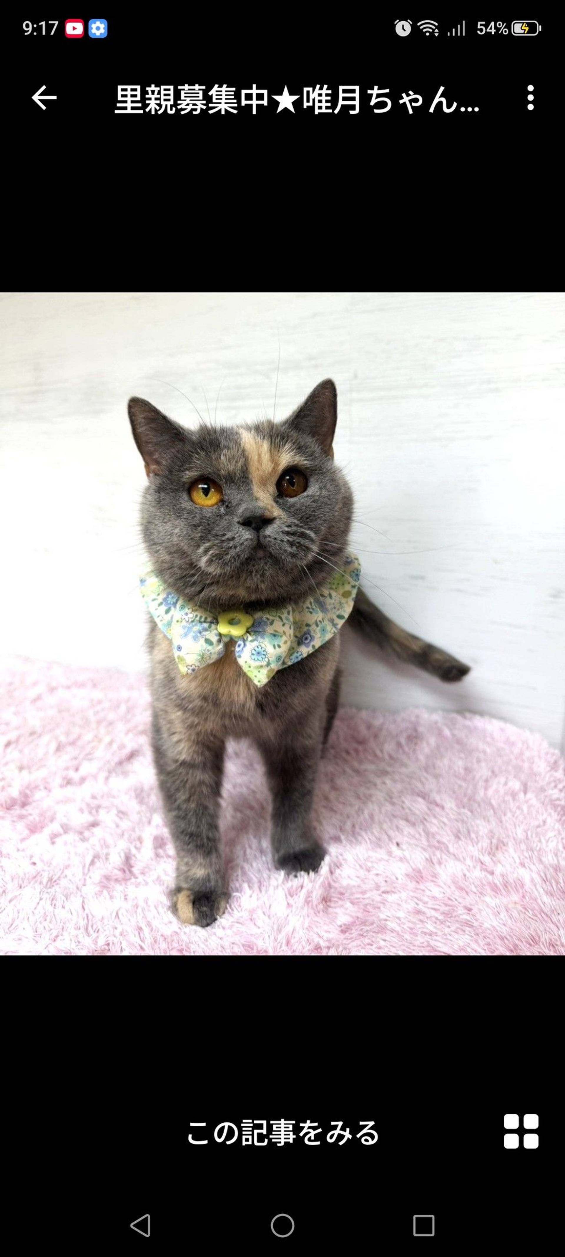 雑種（ミックス猫）・メスの里親募集の写真
