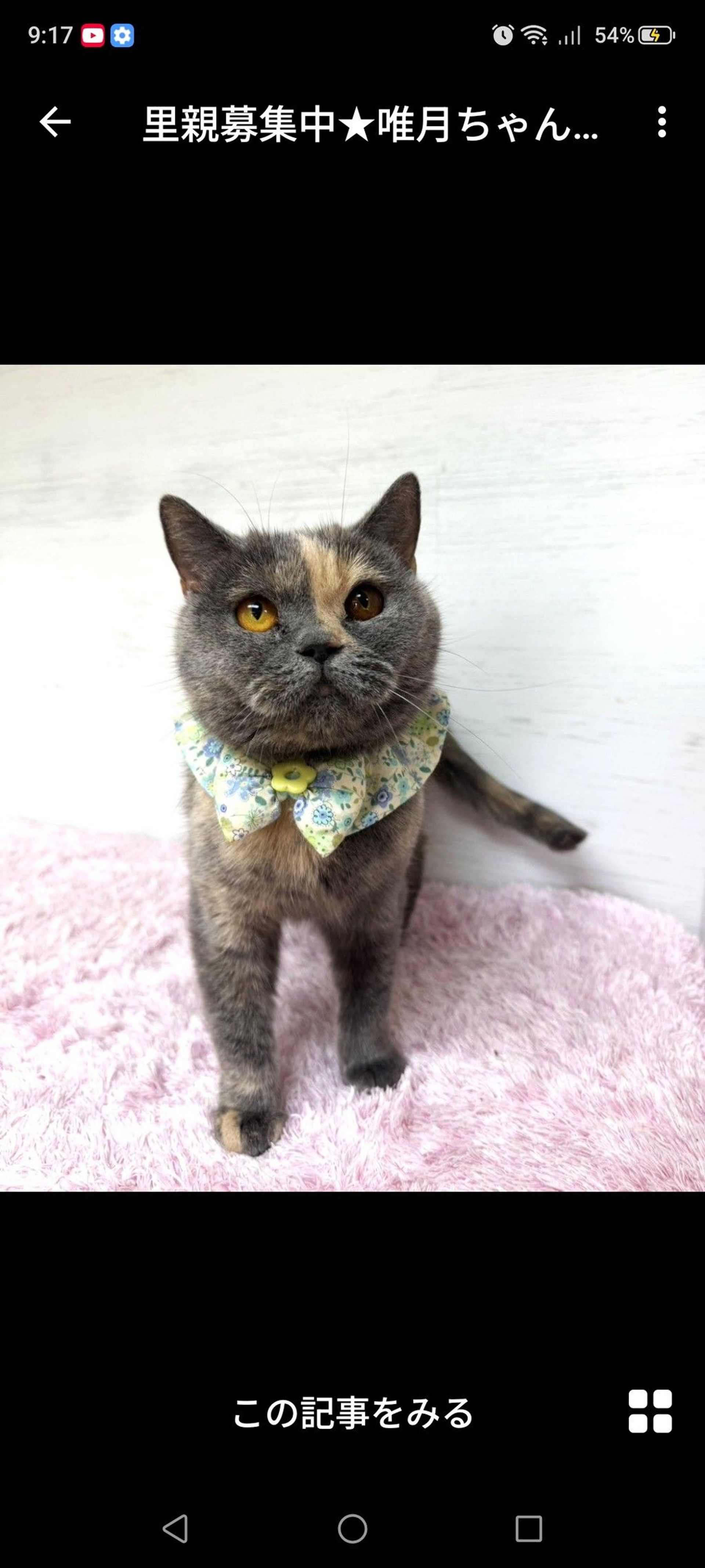 雑種（ミックス猫）・メスの里親募集の写真