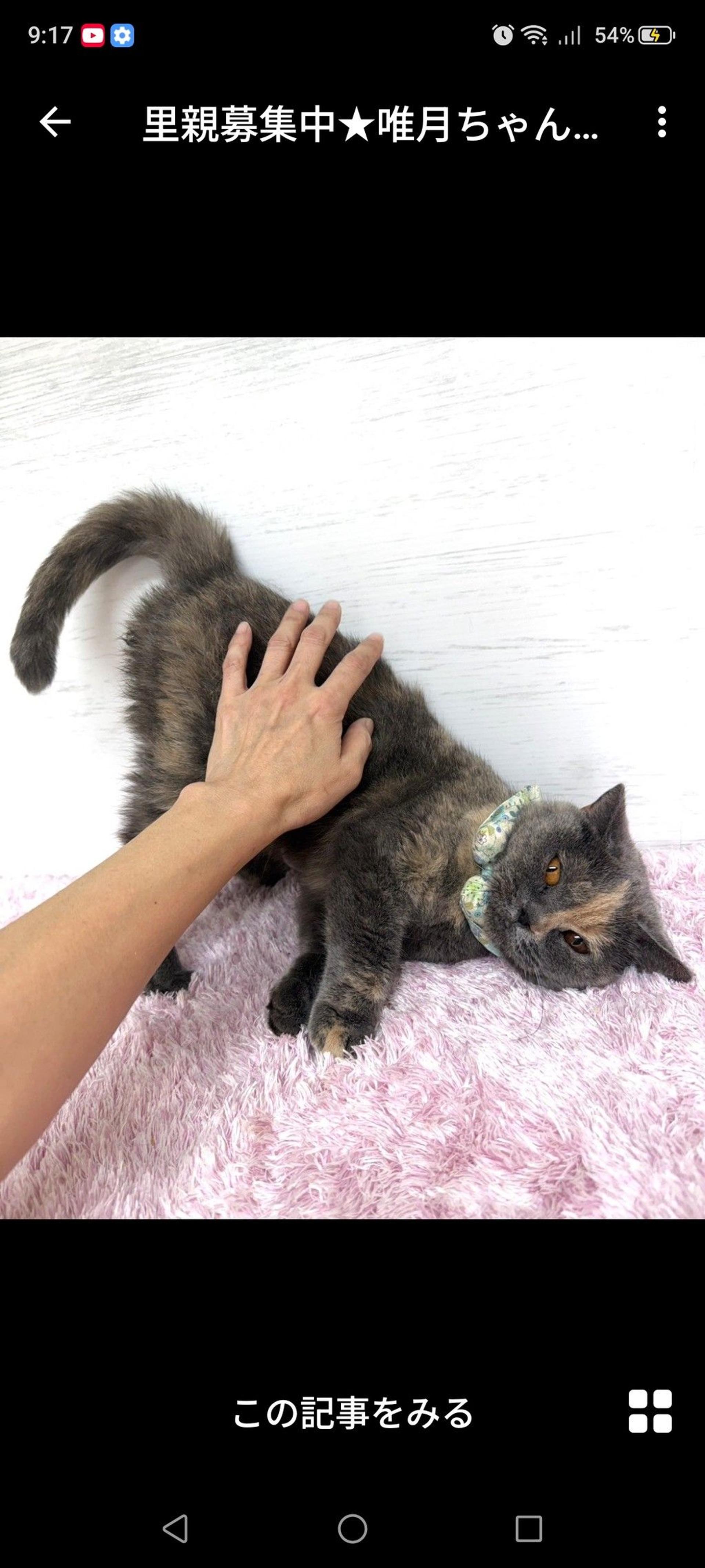 pet-image-3