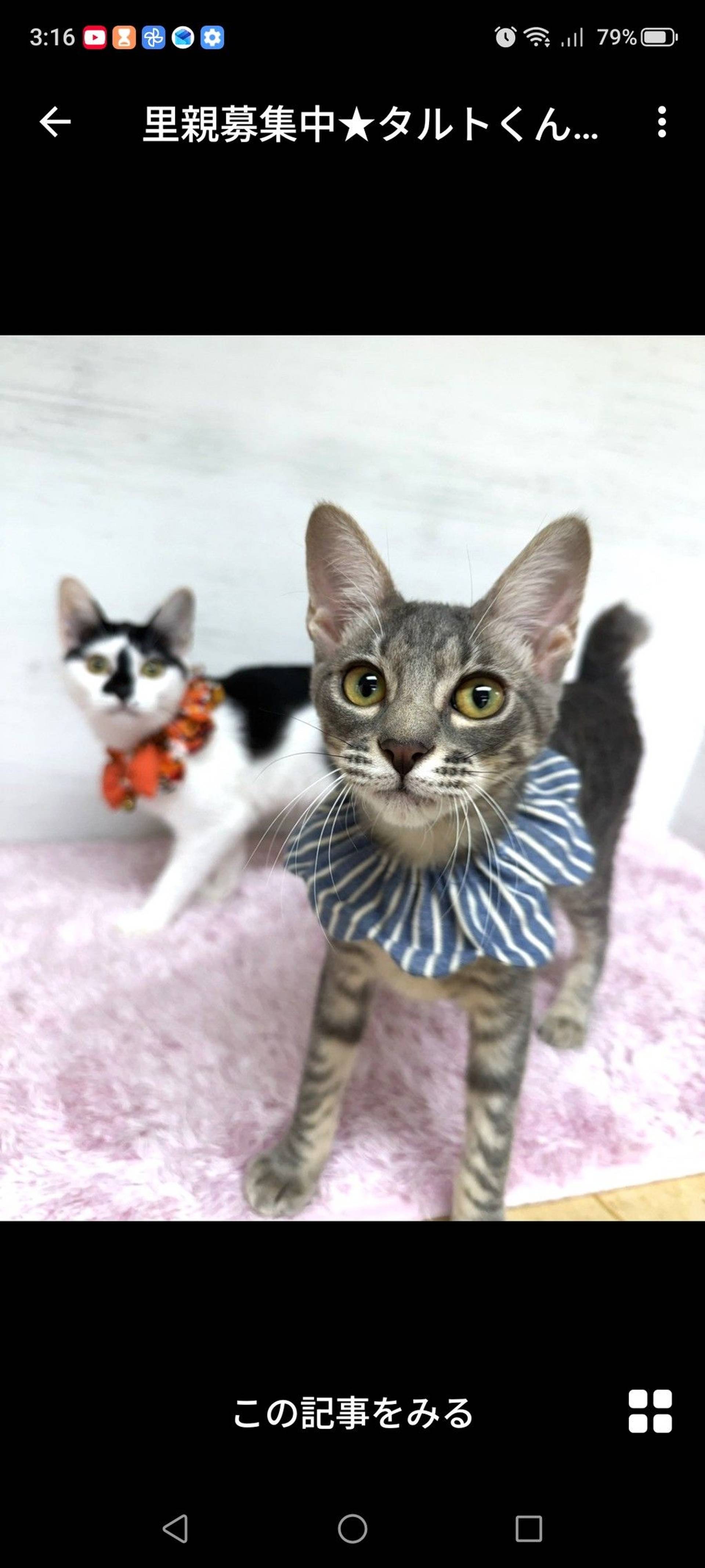 雑種（ミックス猫）・オスの里親募集の写真