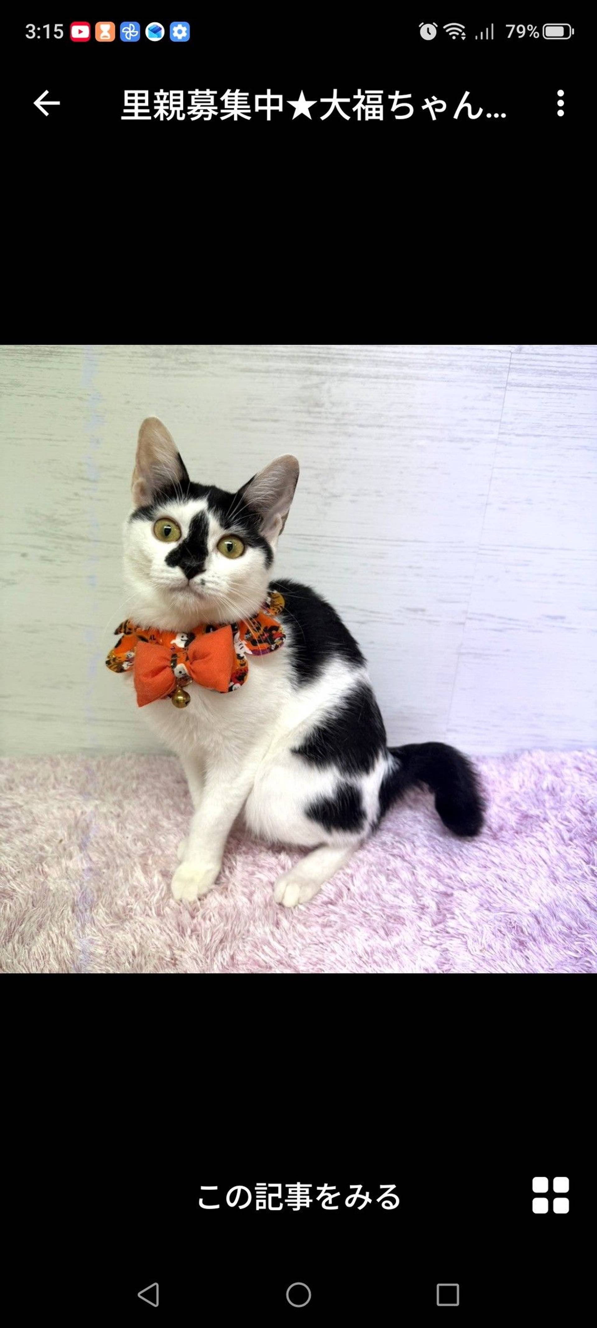 雑種（ミックス猫）・メスの里親募集の写真