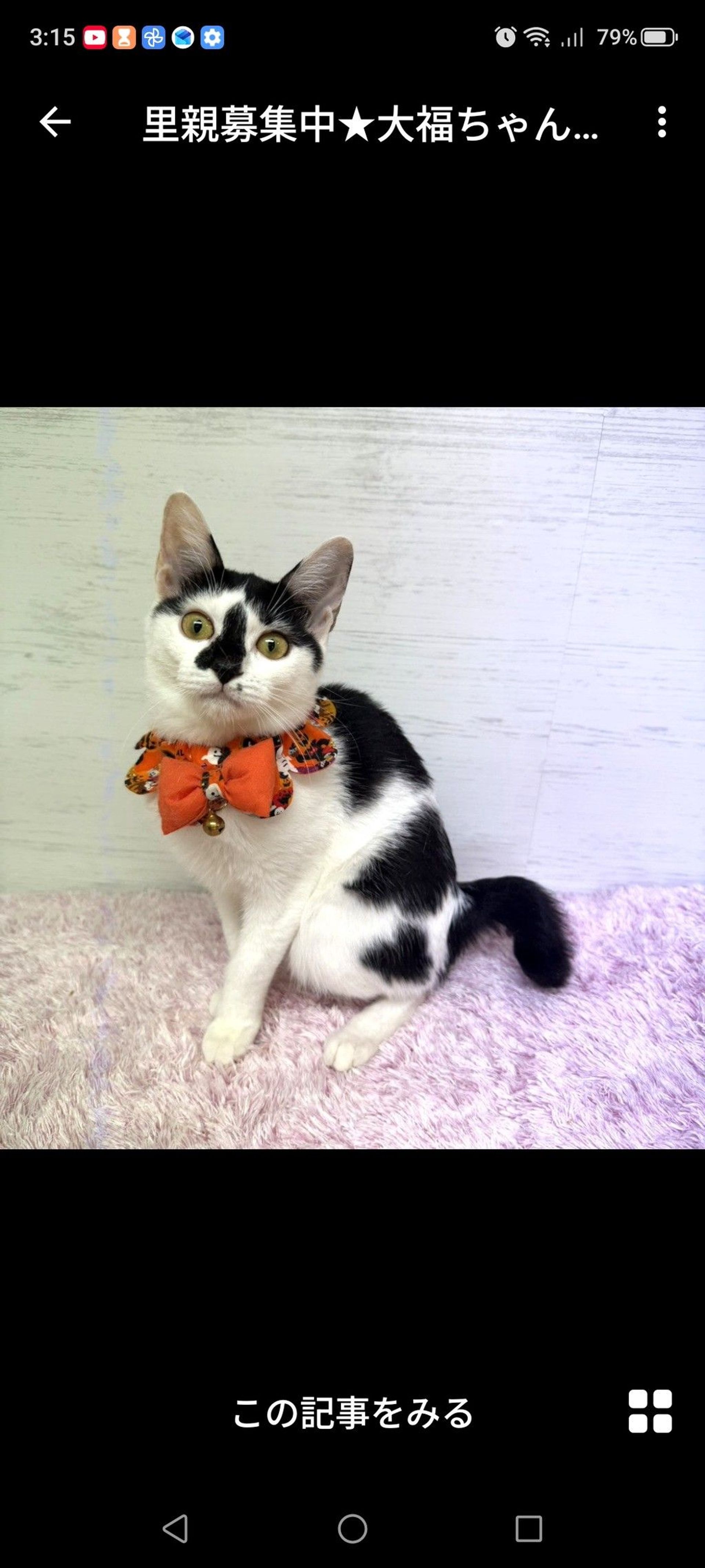 雑種（ミックス猫）・メスの里親募集の写真