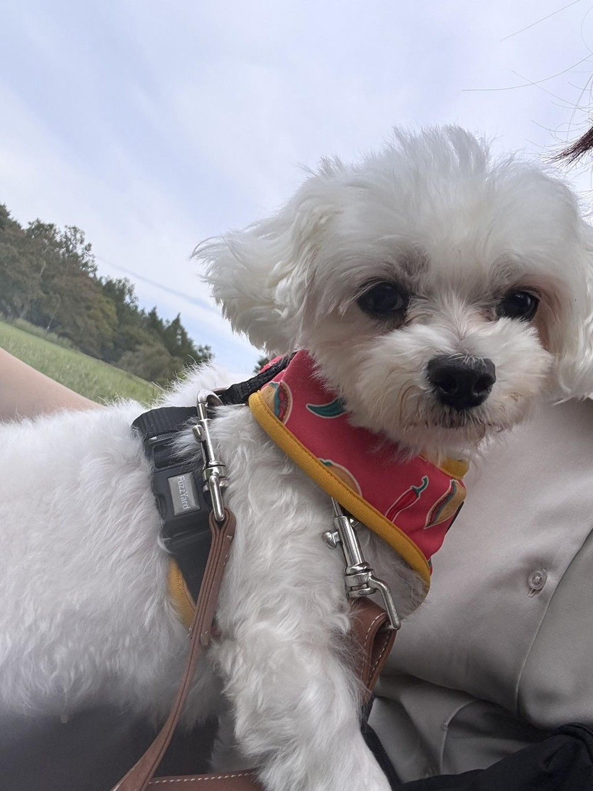 pet-image-2