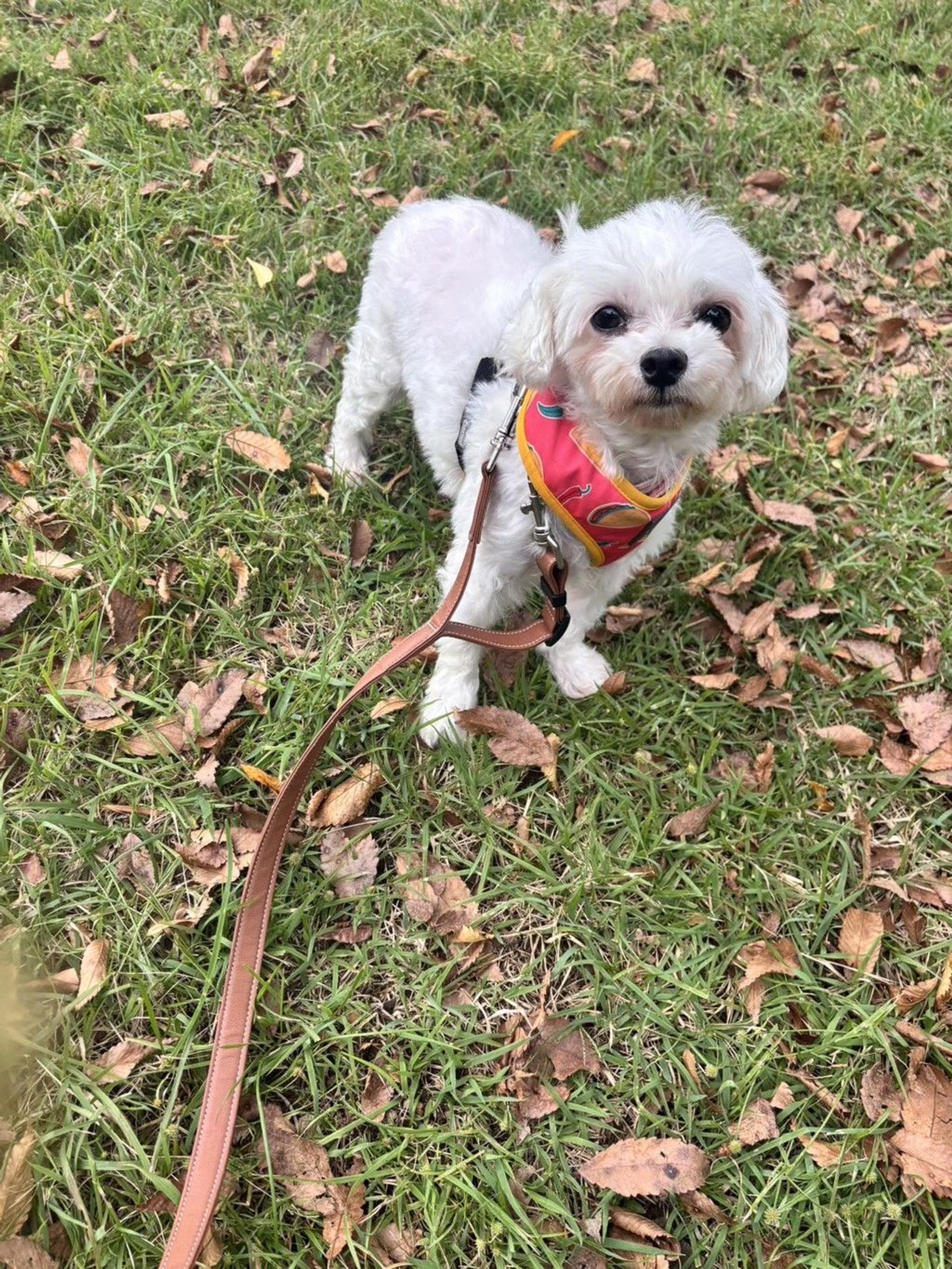 pet-image-3