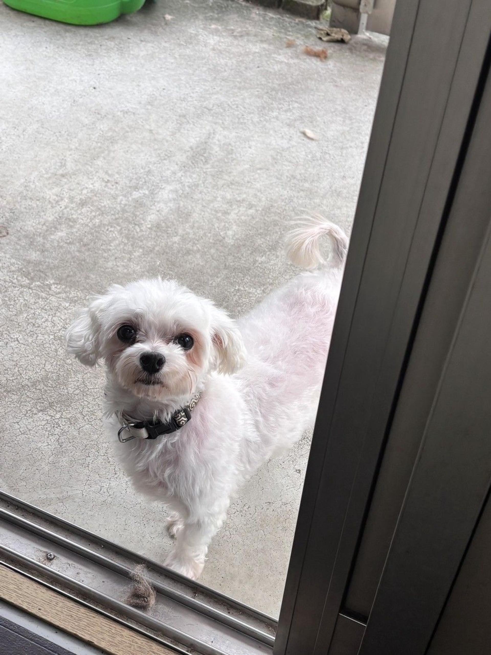 pet-image-5