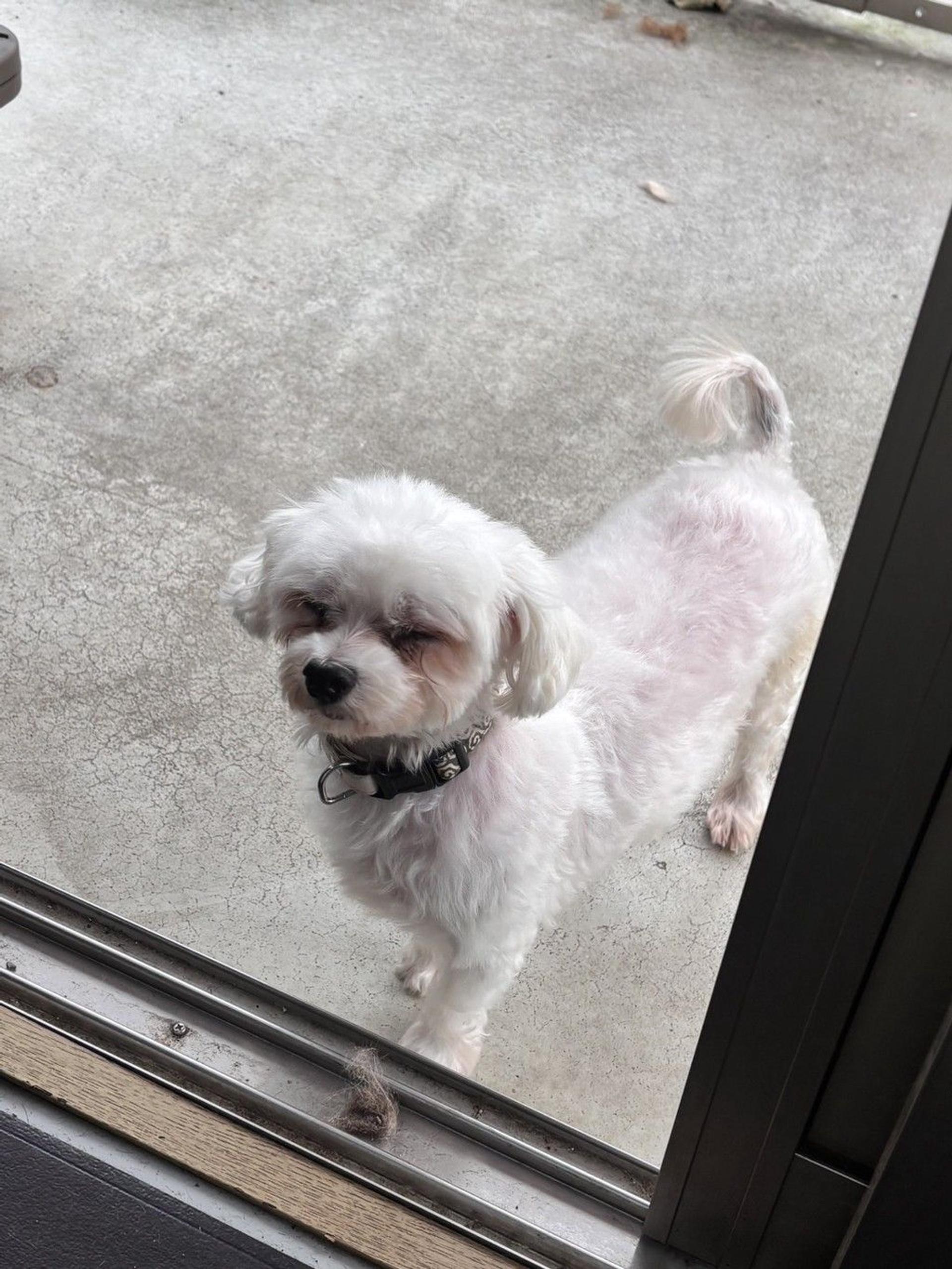 pet-image-6