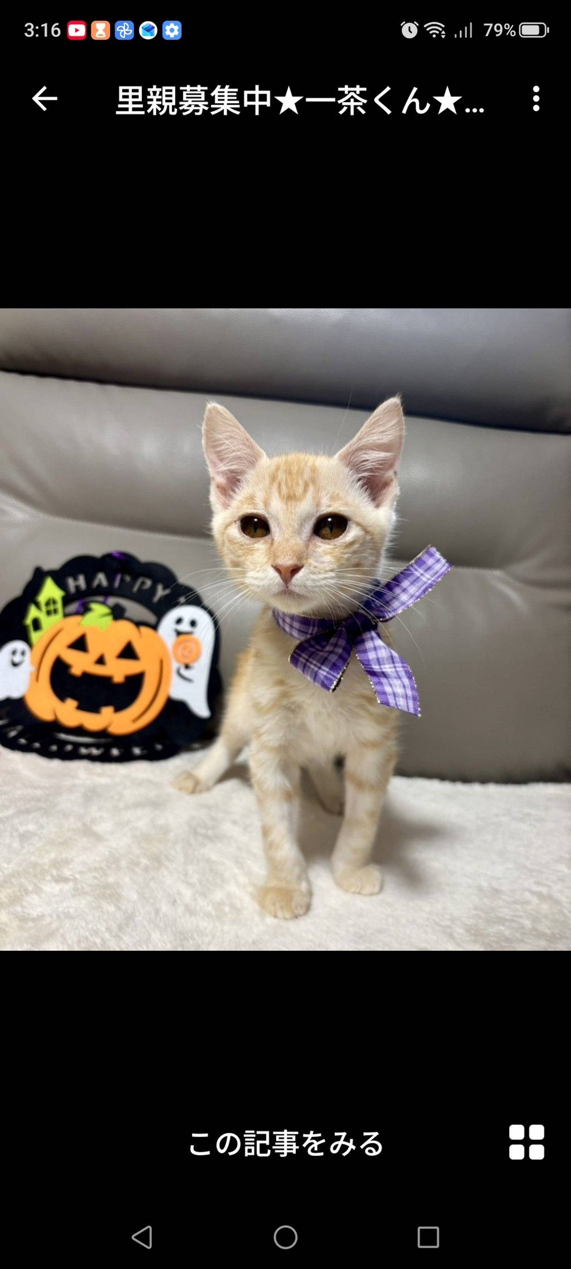 雑種（ミックス猫）・オスの里親募集の写真