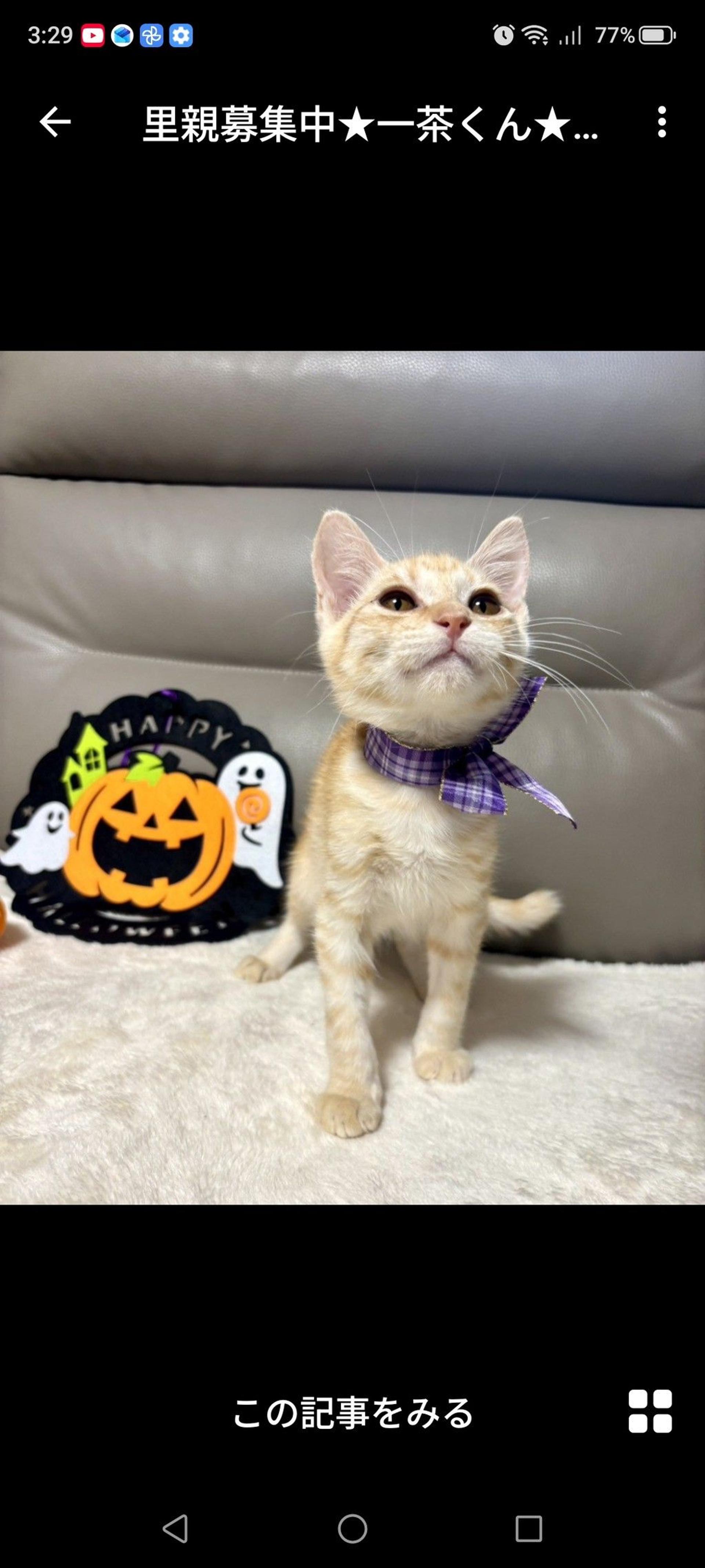 pet-image-2