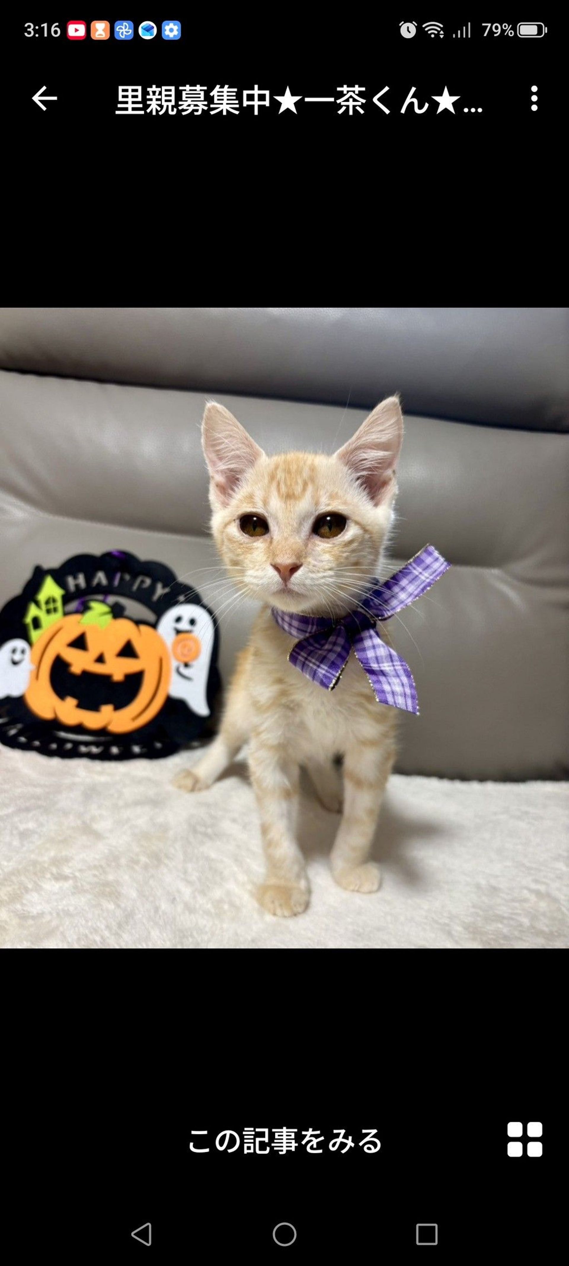 雑種（ミックス猫）・オスの里親募集の写真
