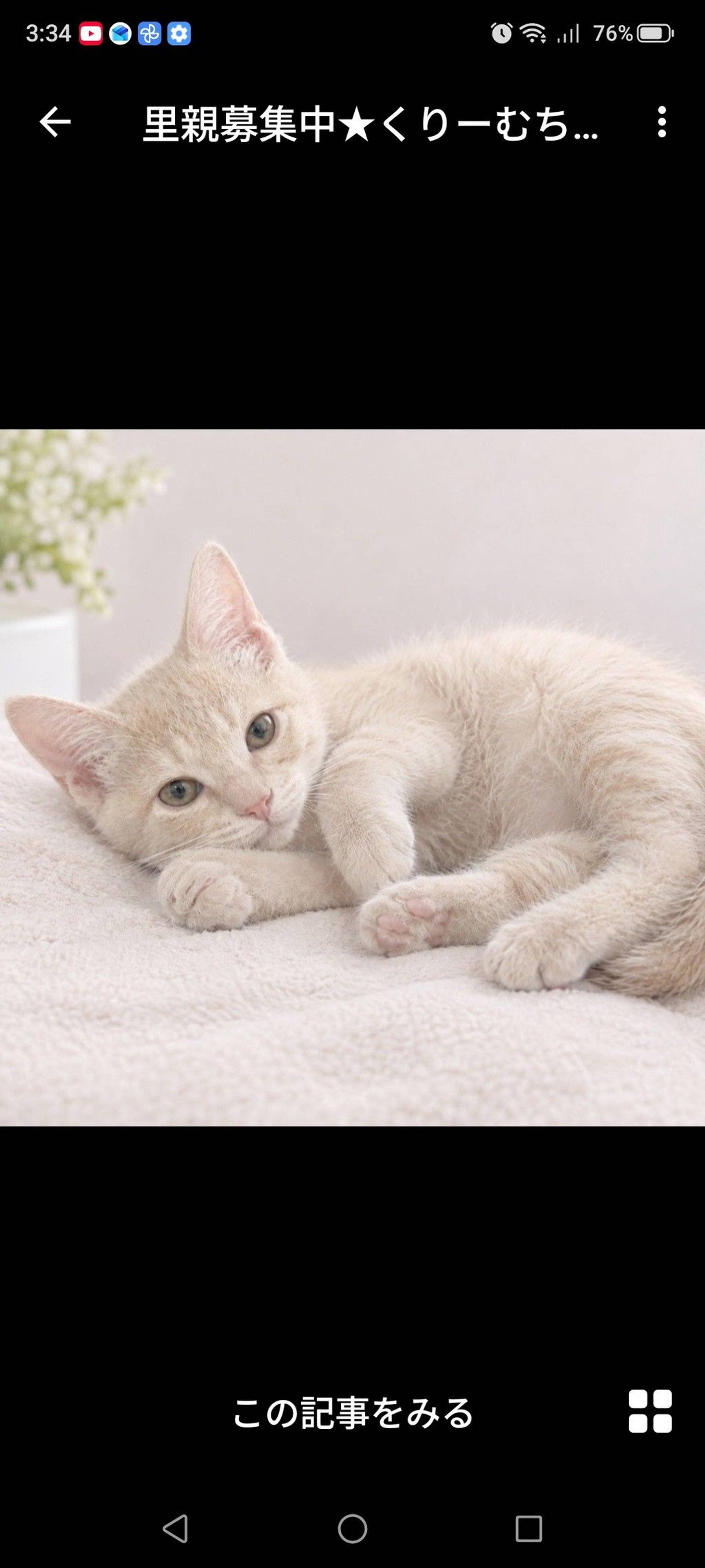 雑種（ミックス猫）・メスの里親募集の写真