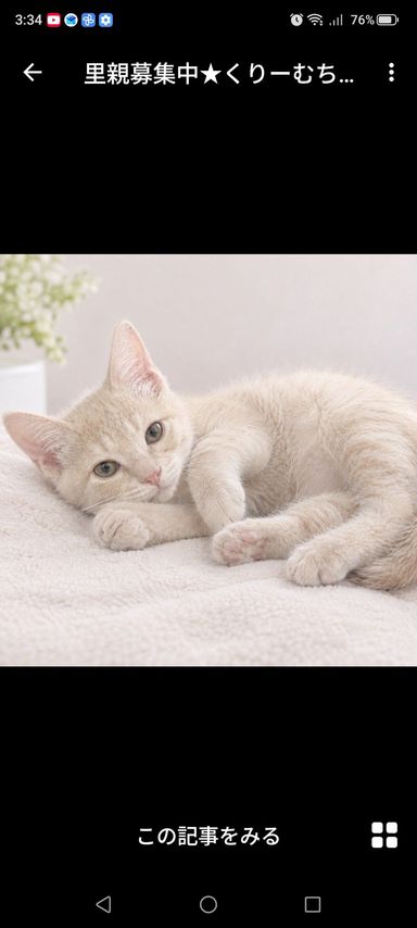 くりーむちゃんの写真