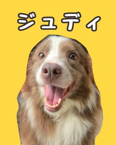 ジュディの写真