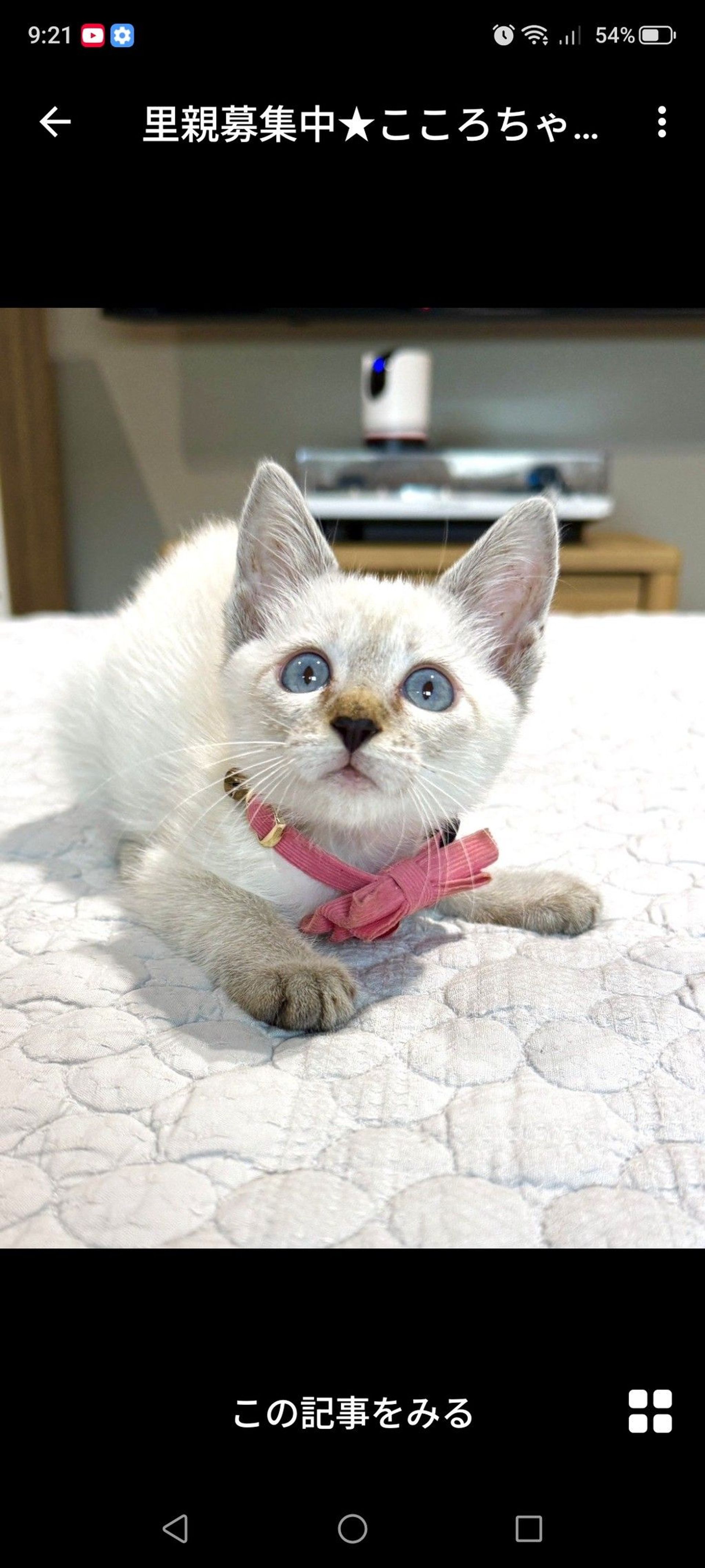 雑種（ミックス猫）・メスの里親募集の写真
