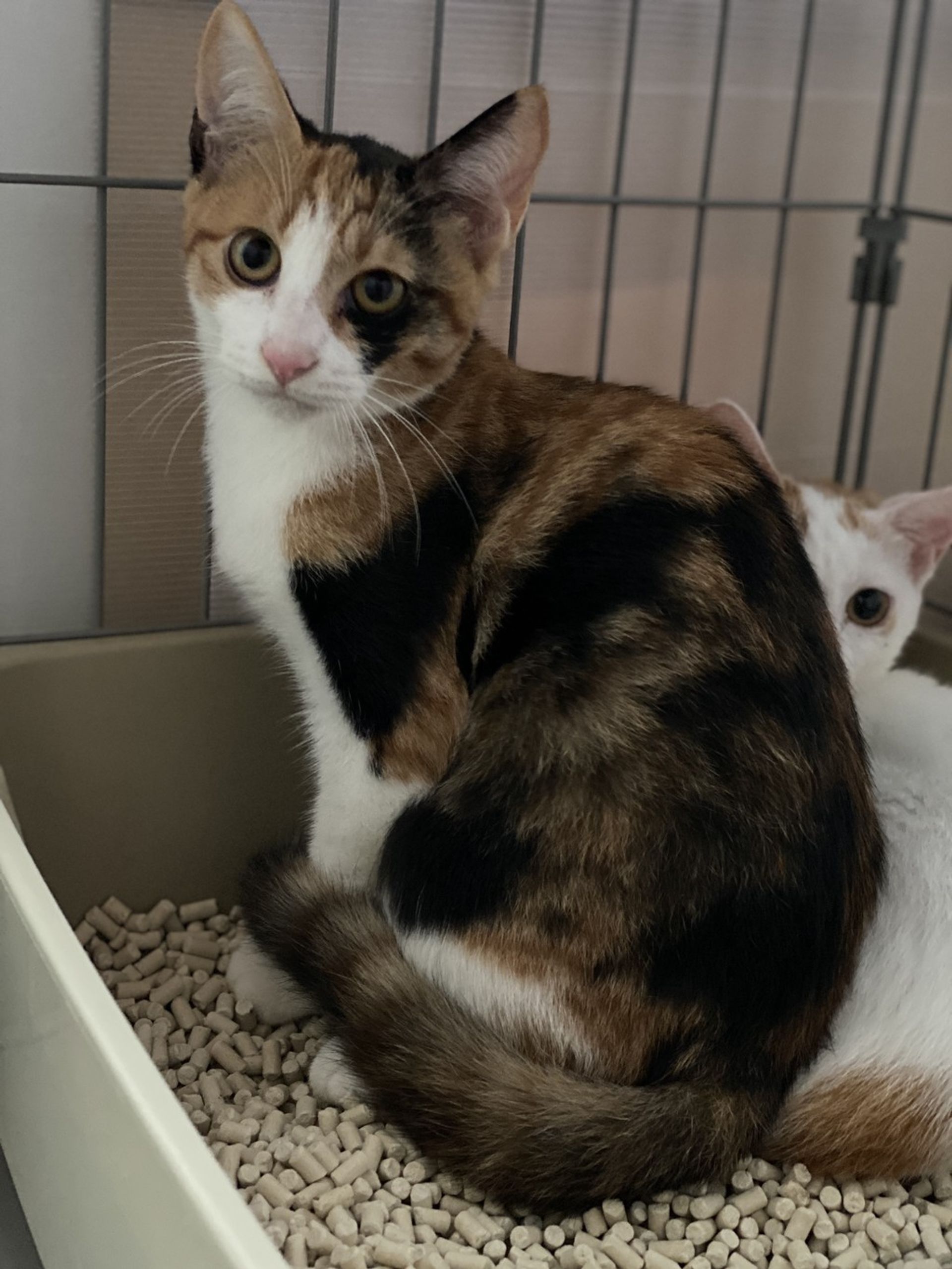 雑種（ミックス猫）・メスの里親募集の写真