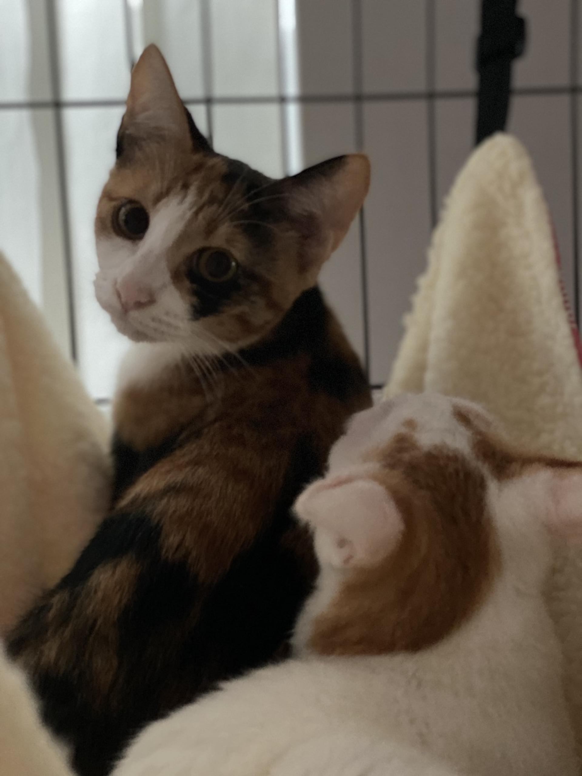pet-image-2