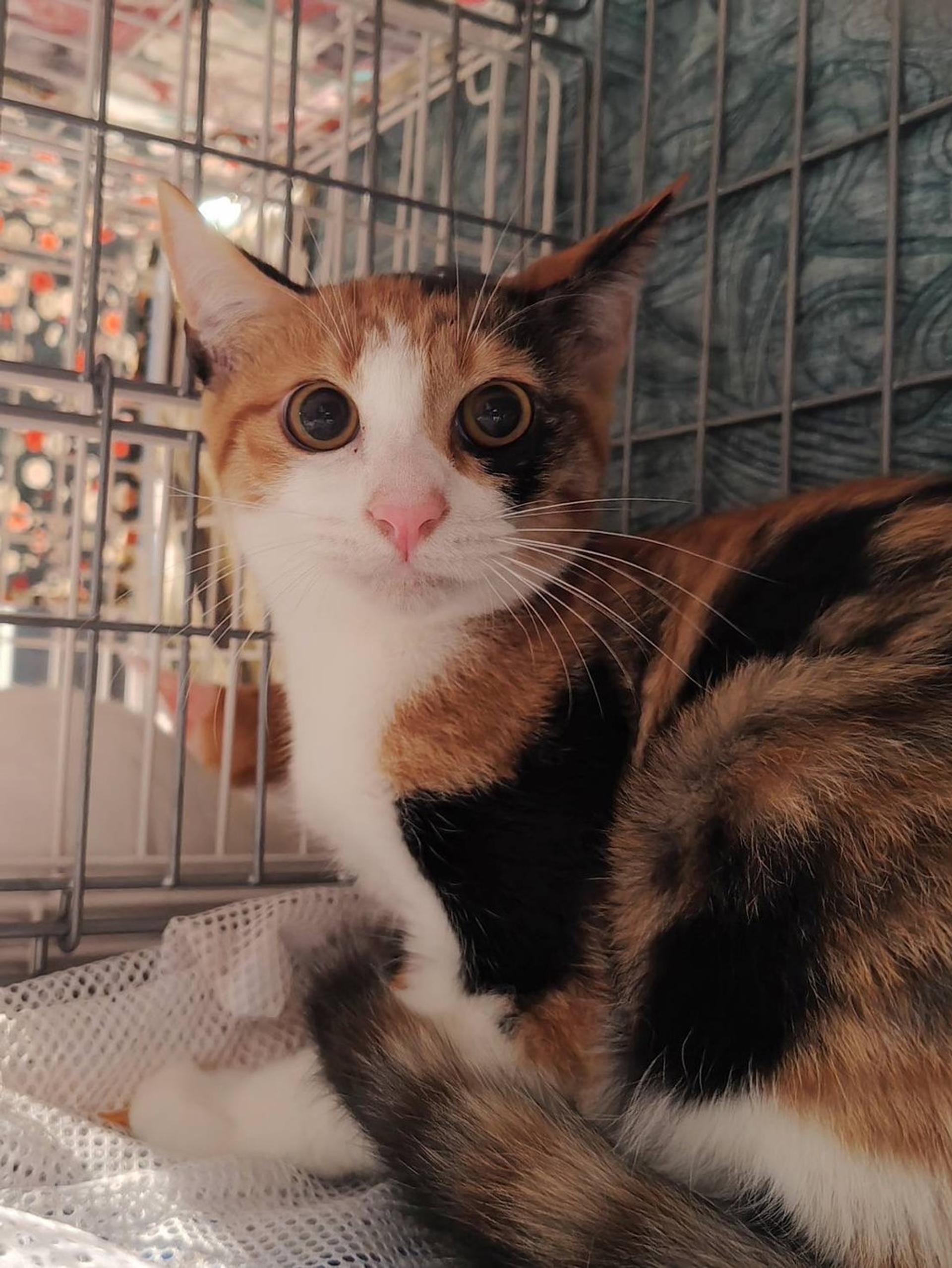 pet-image-6
