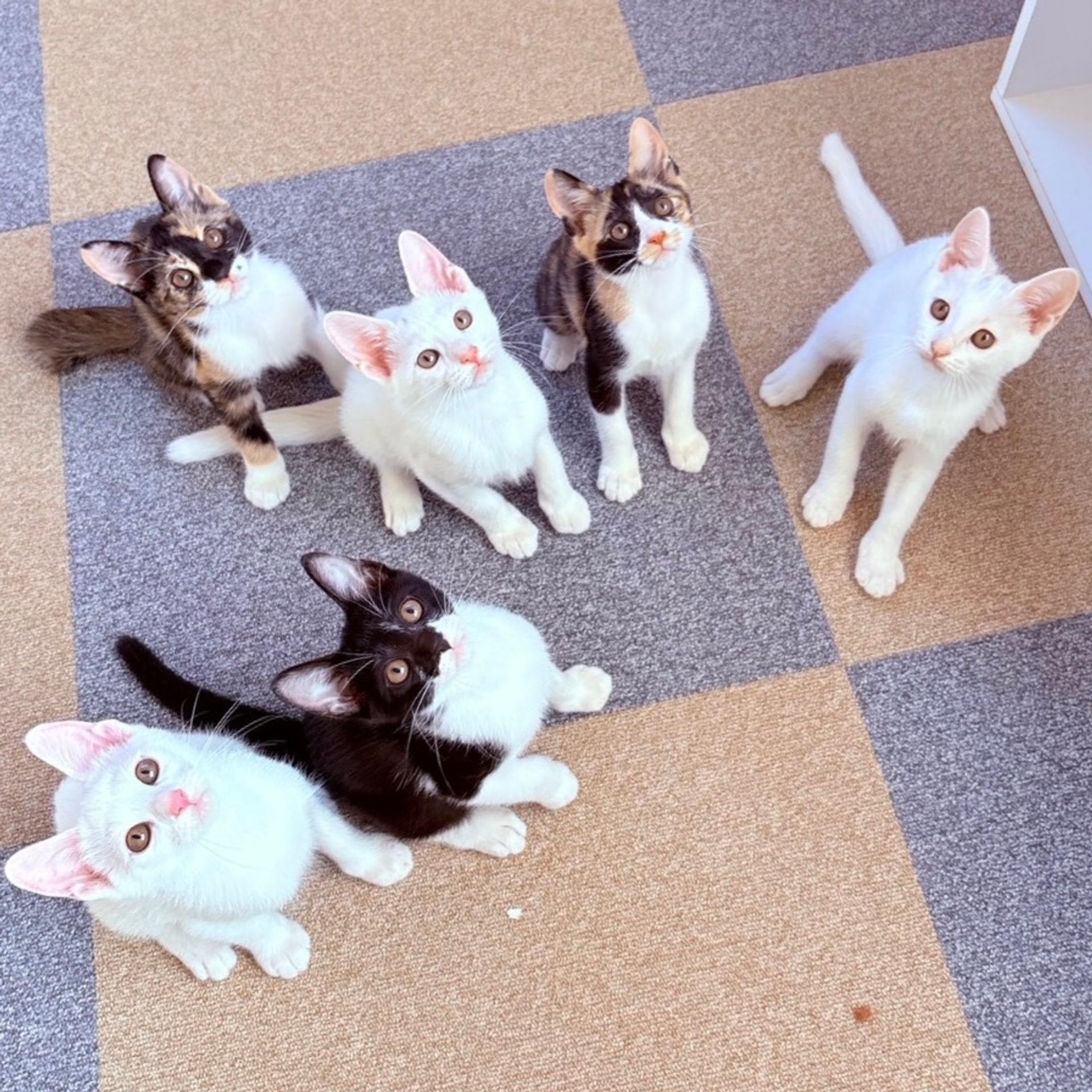 pet-image-5