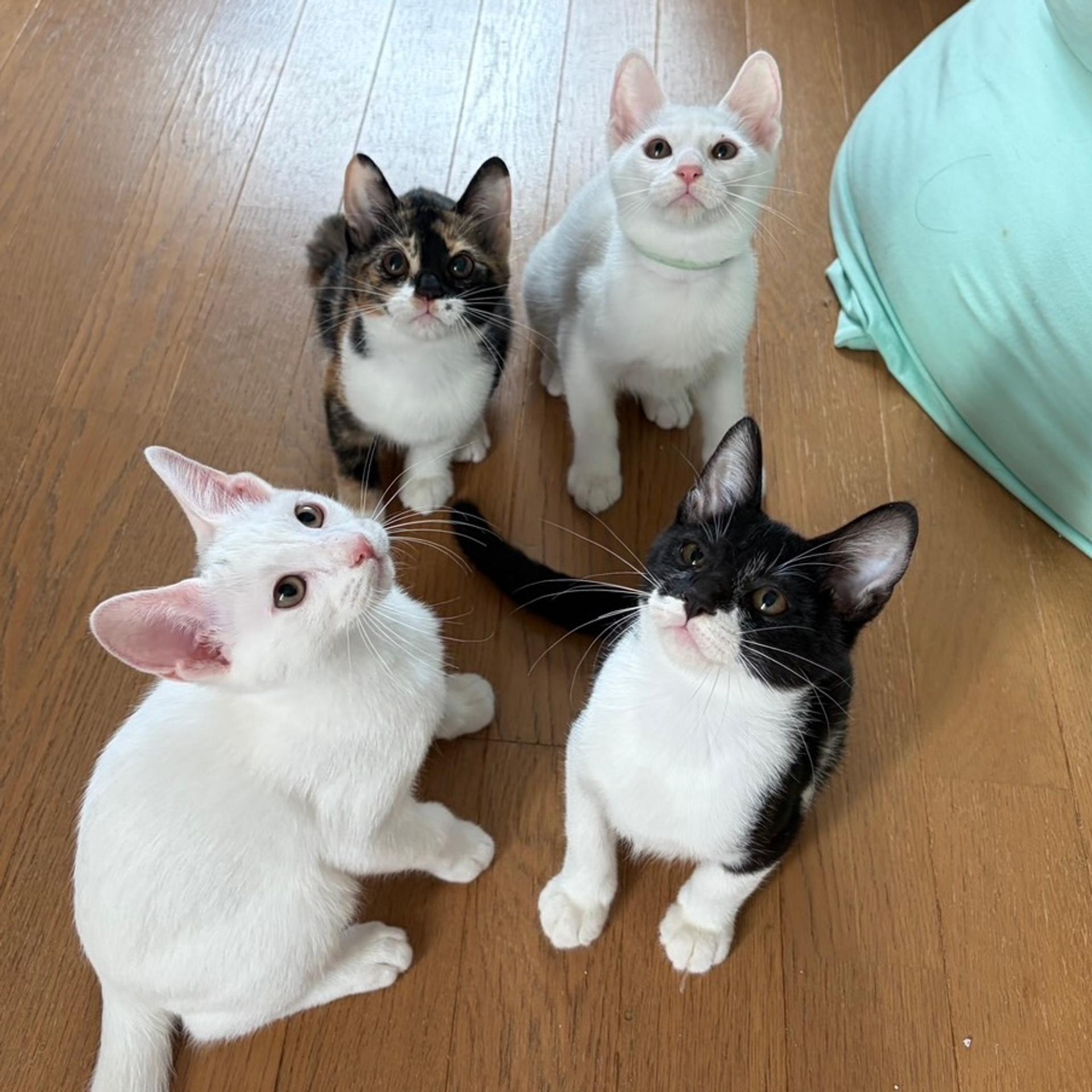 pet-image-7
