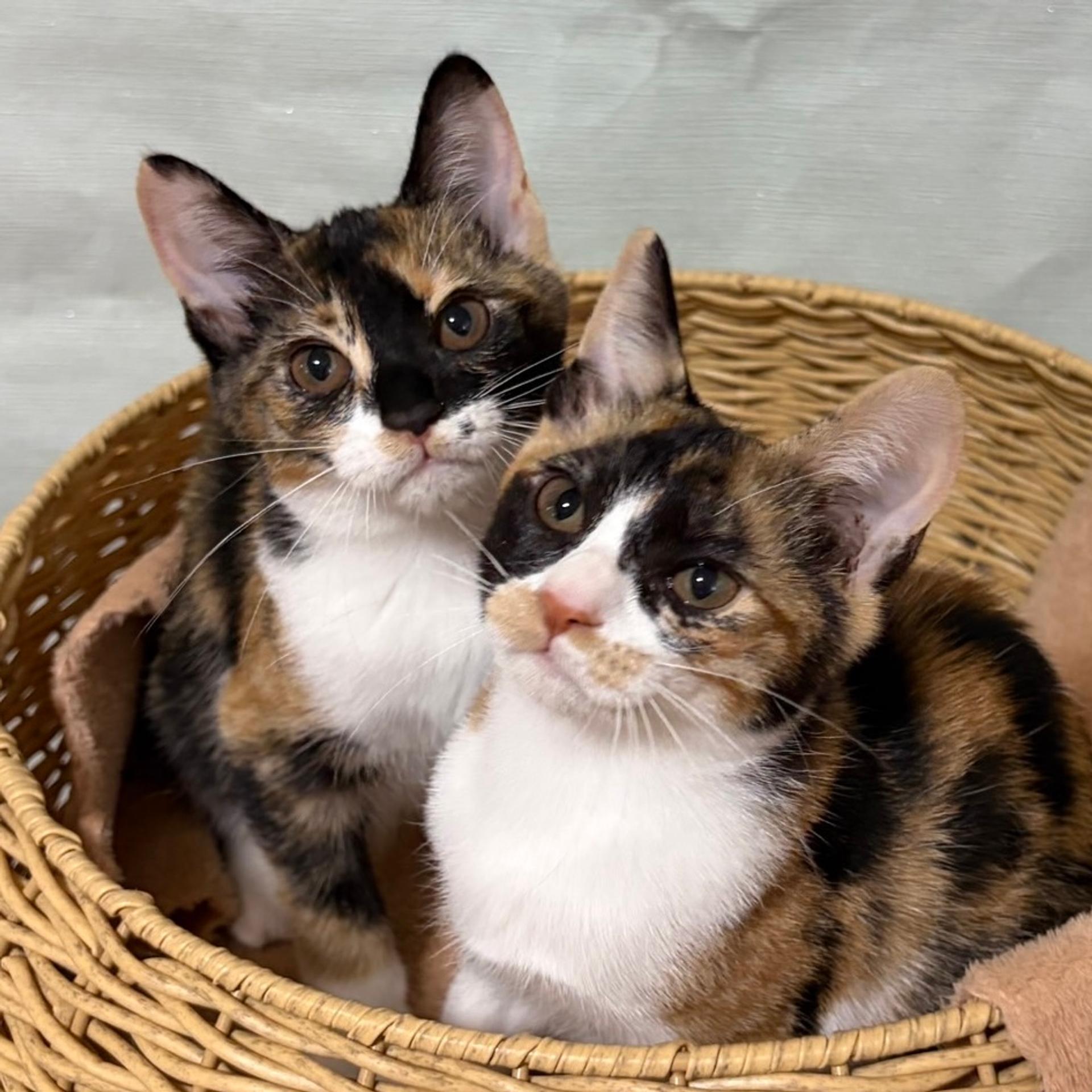 pet-image-10
