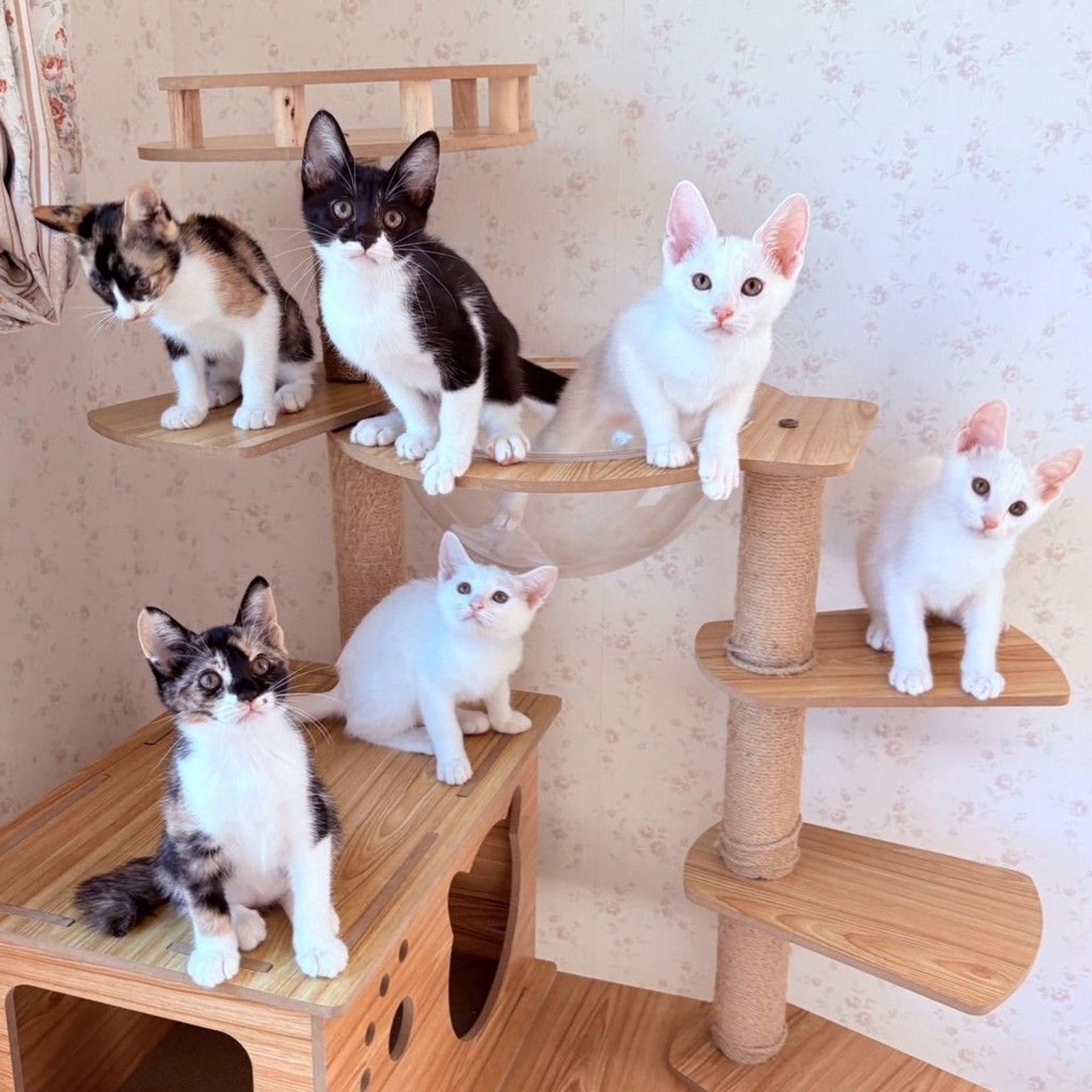 雑種（ミックス猫）・オスの里親募集の写真