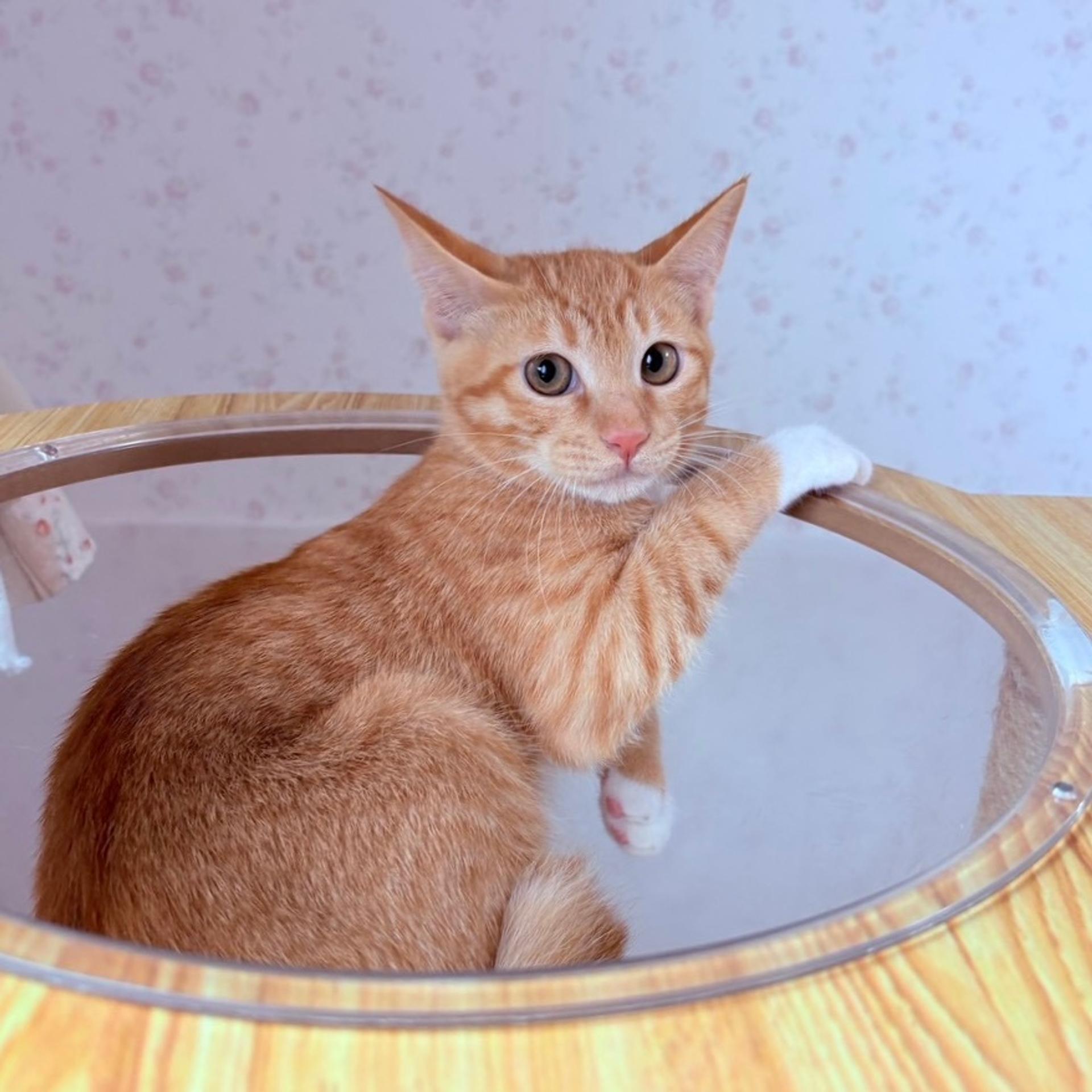 pet-image-8