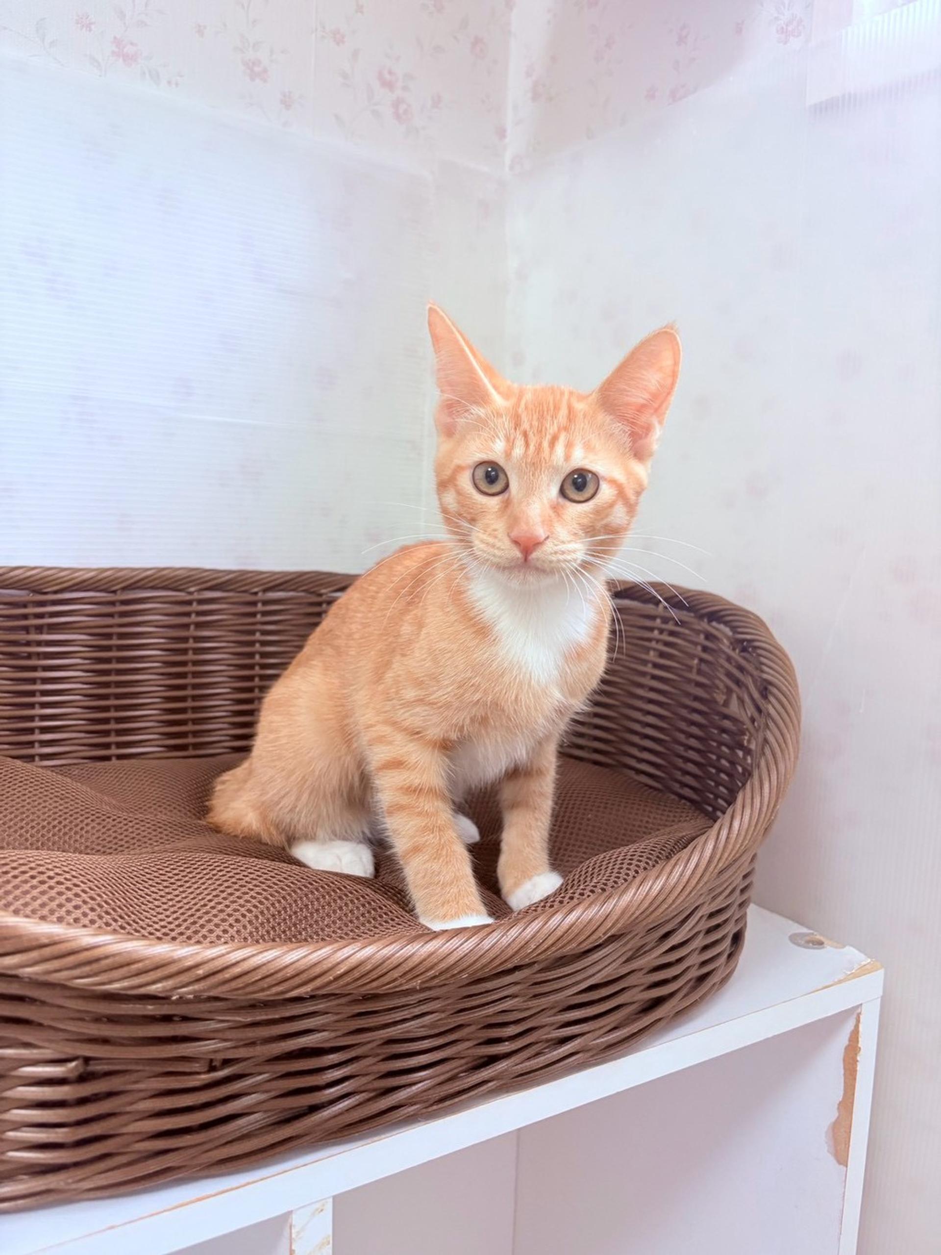 pet-image-9