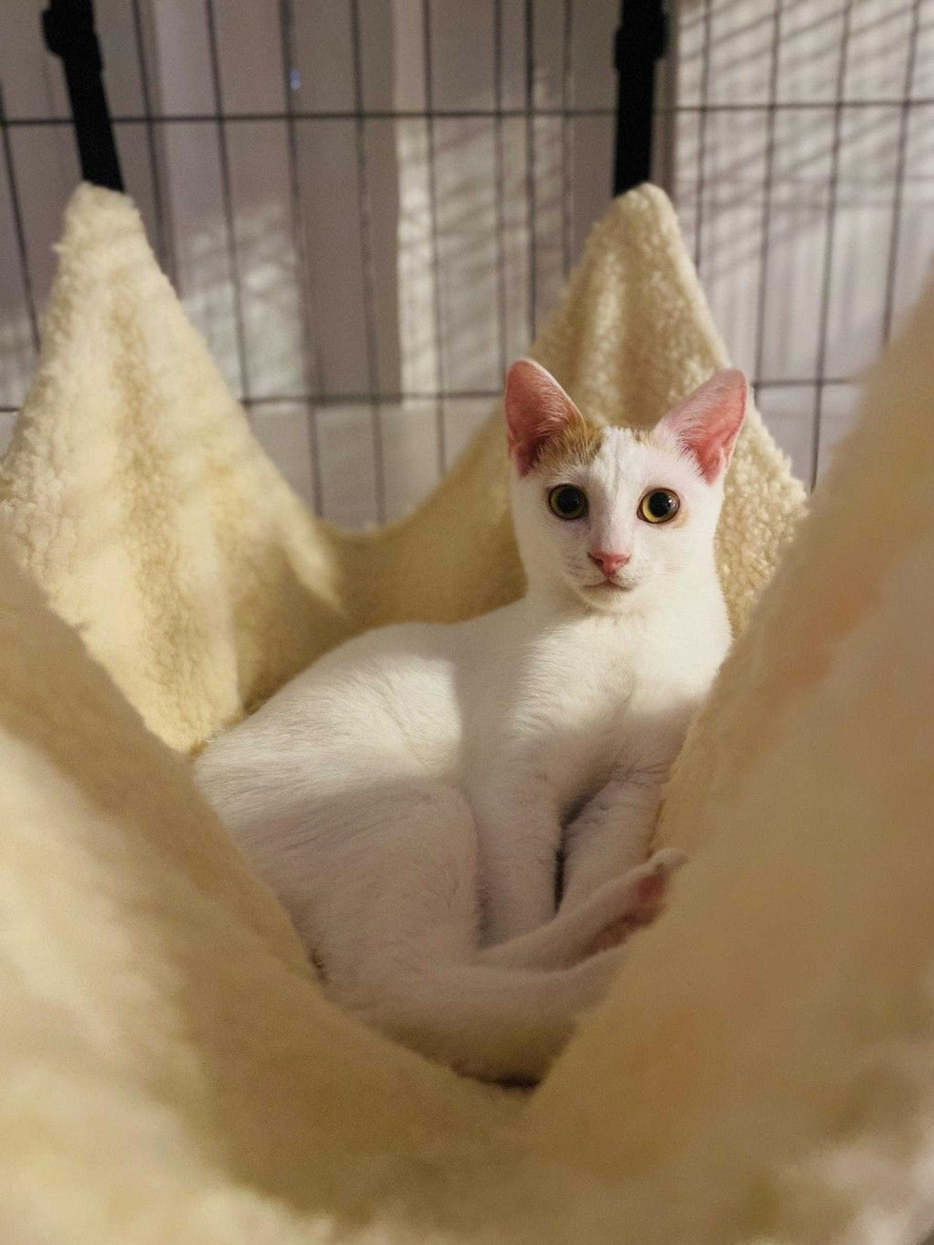 pet-image-4