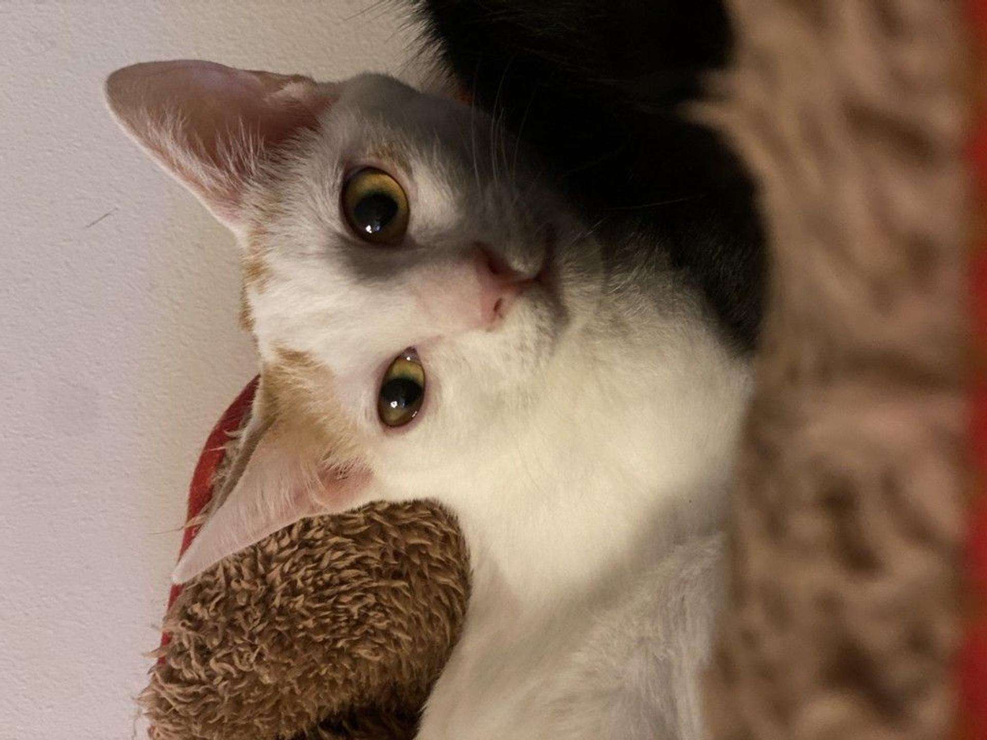 pet-image-5
