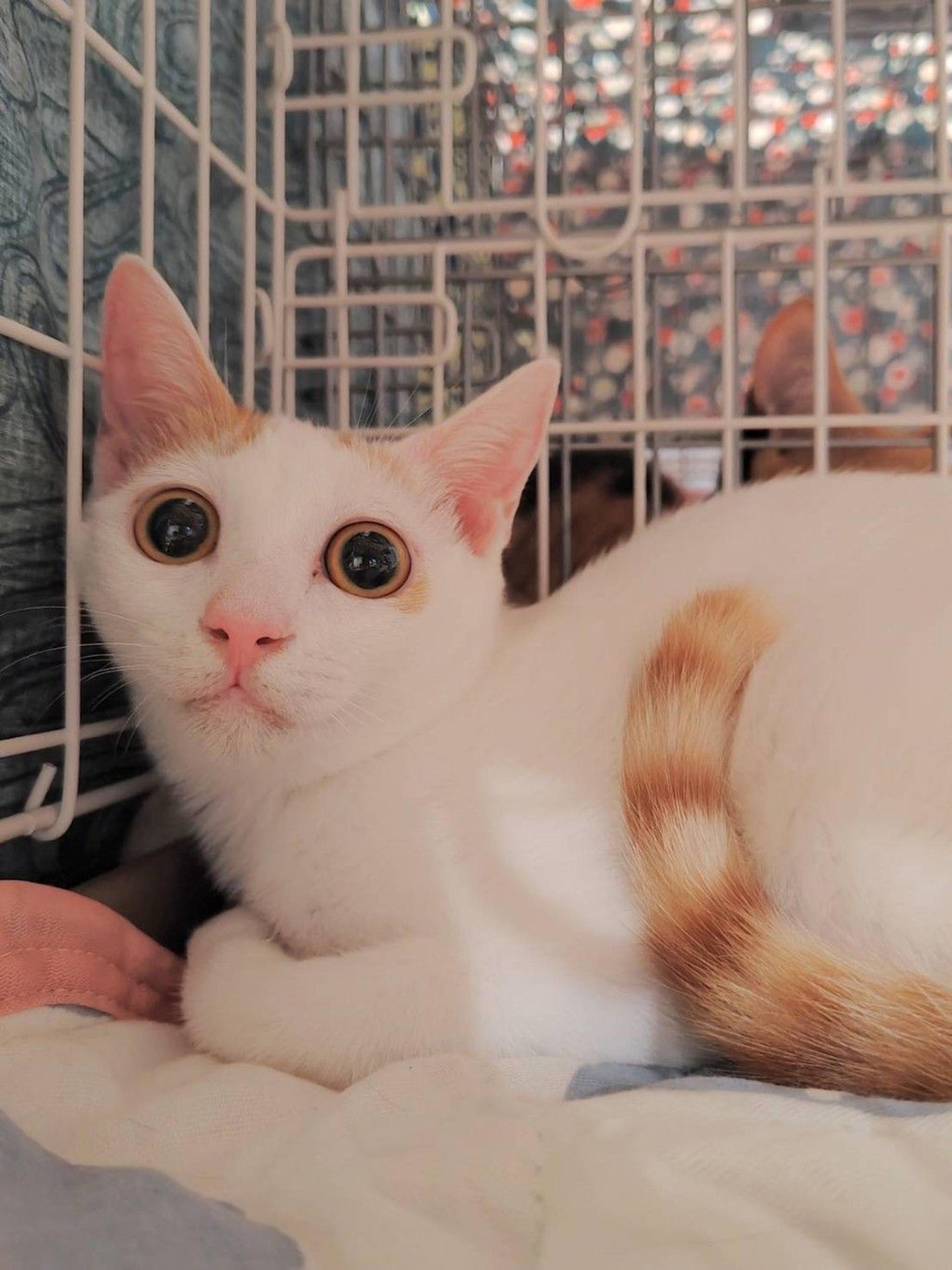 pet-image-6
