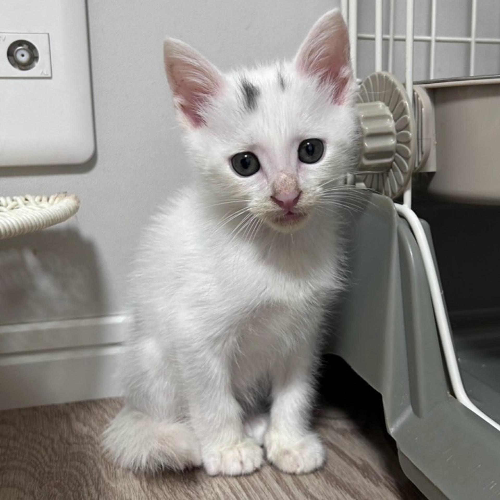 pet-image-2
