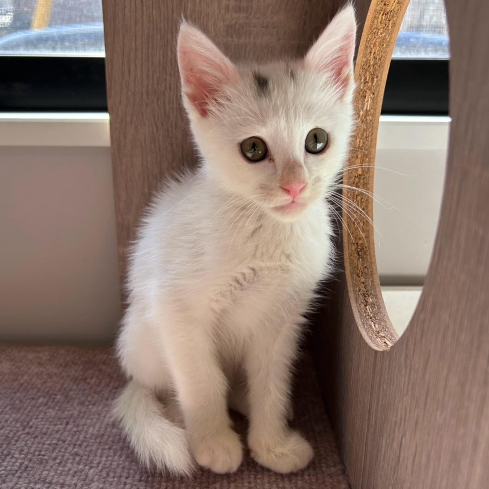 pet-image-4
