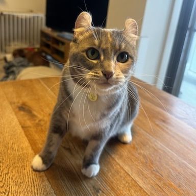 ツナの写真