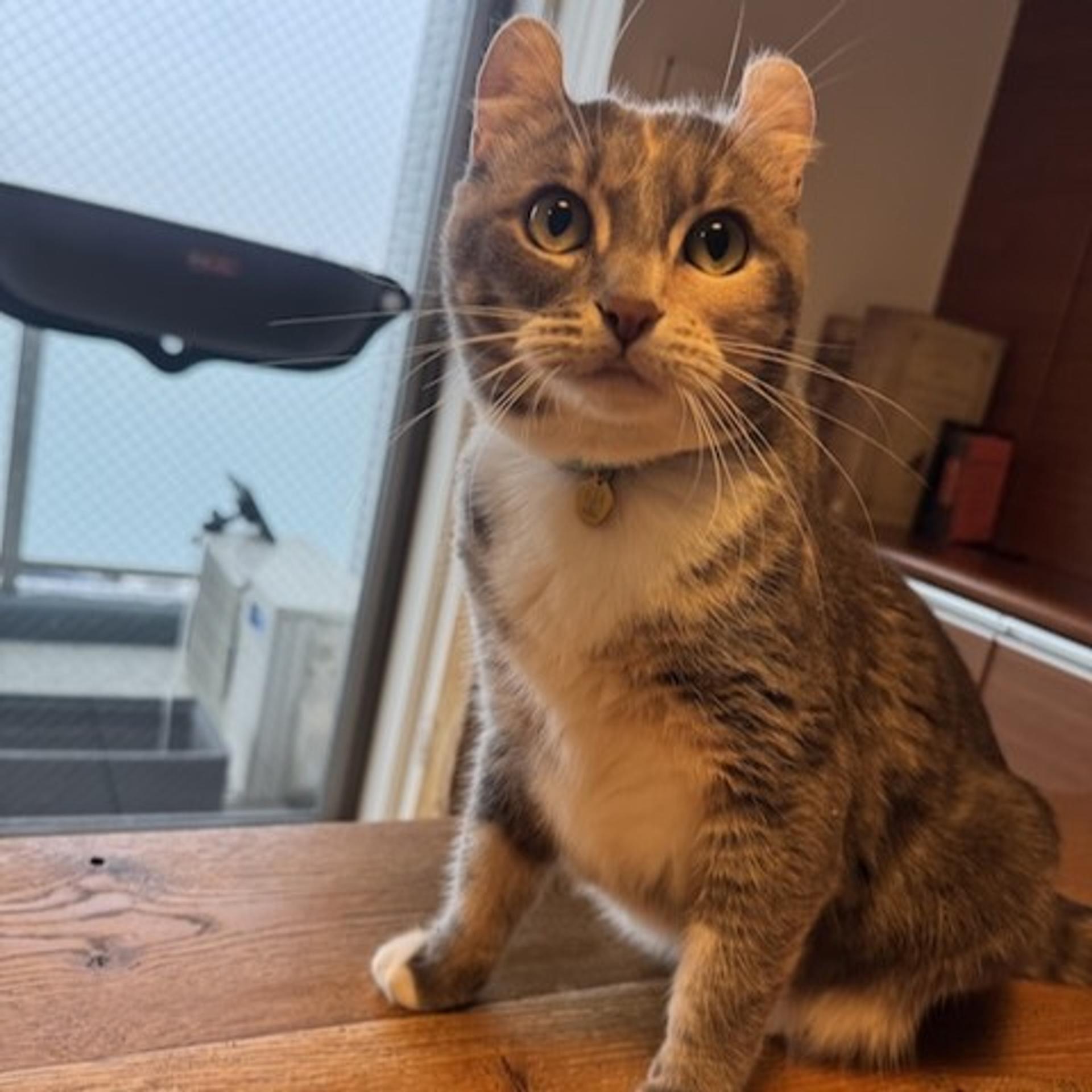 pet-image-3