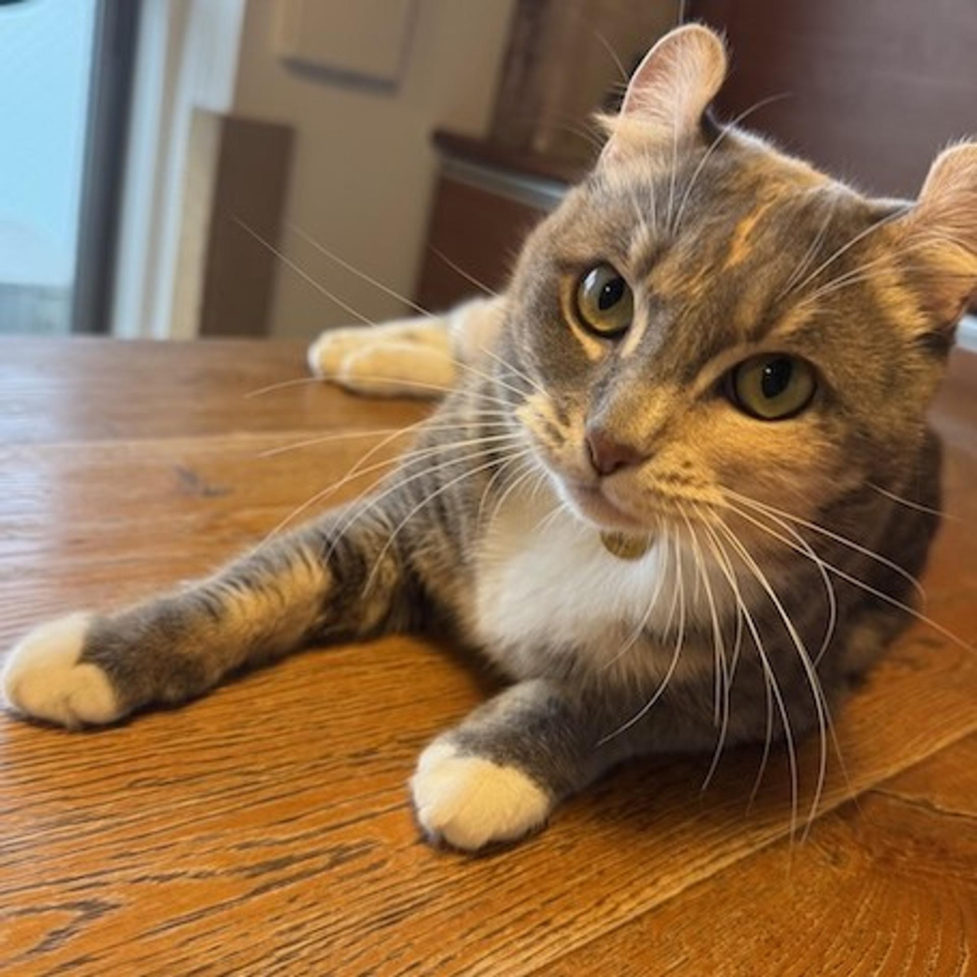 pet-image-4