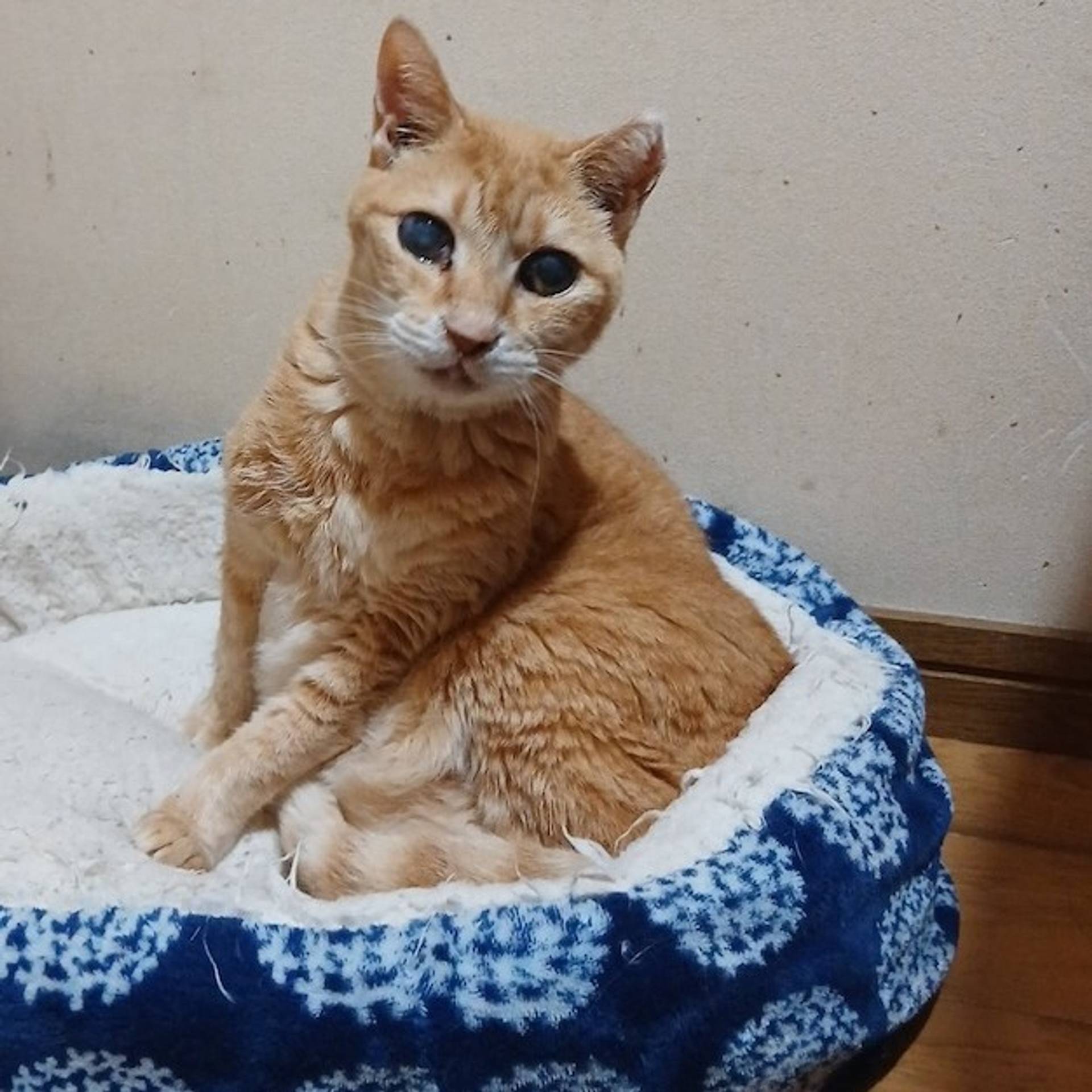 雑種（ミックス猫）・メスの里親募集の写真