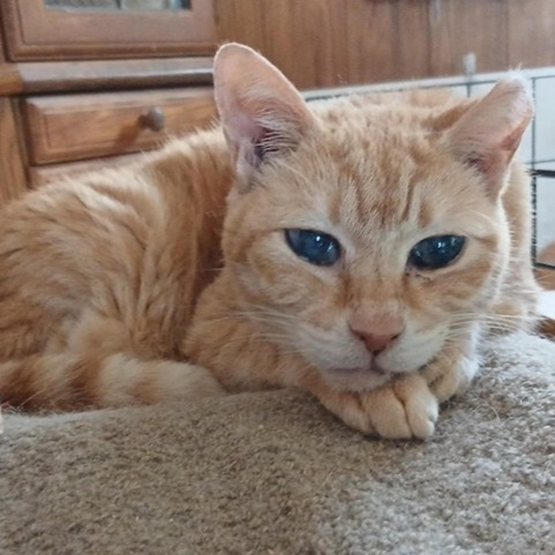 pet-image-2
