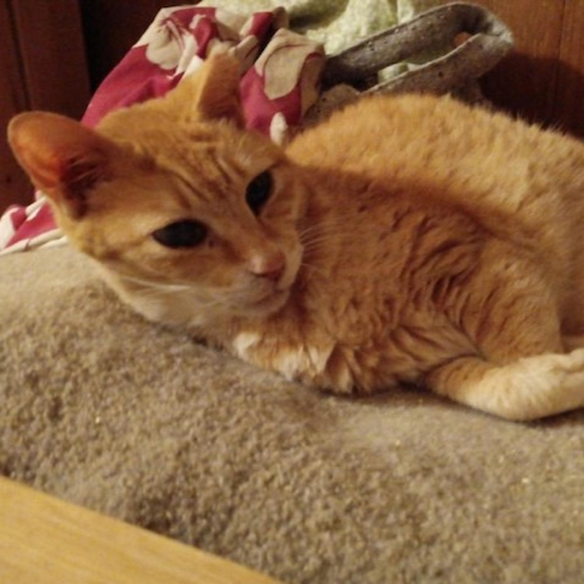pet-image-3
