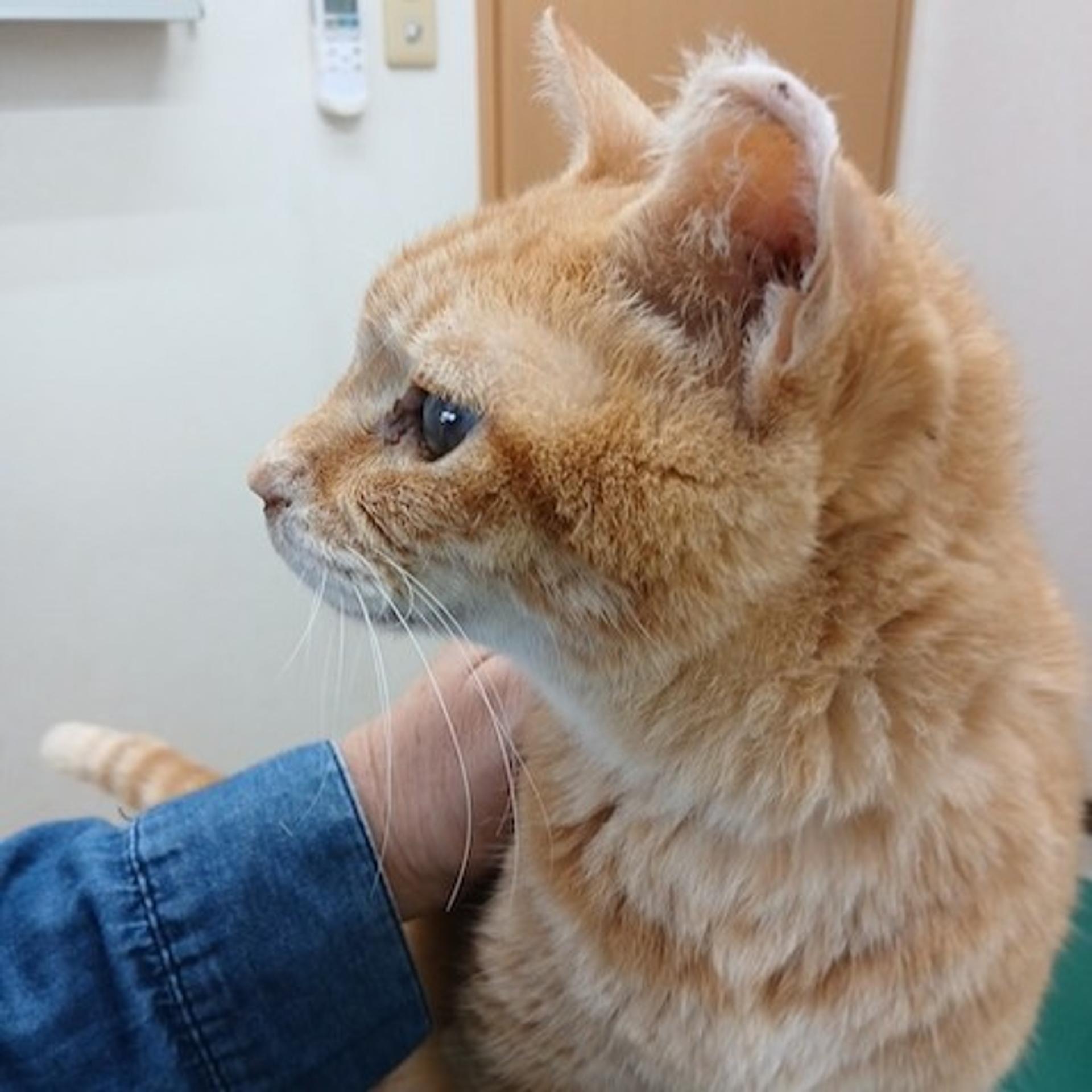 pet-image-4