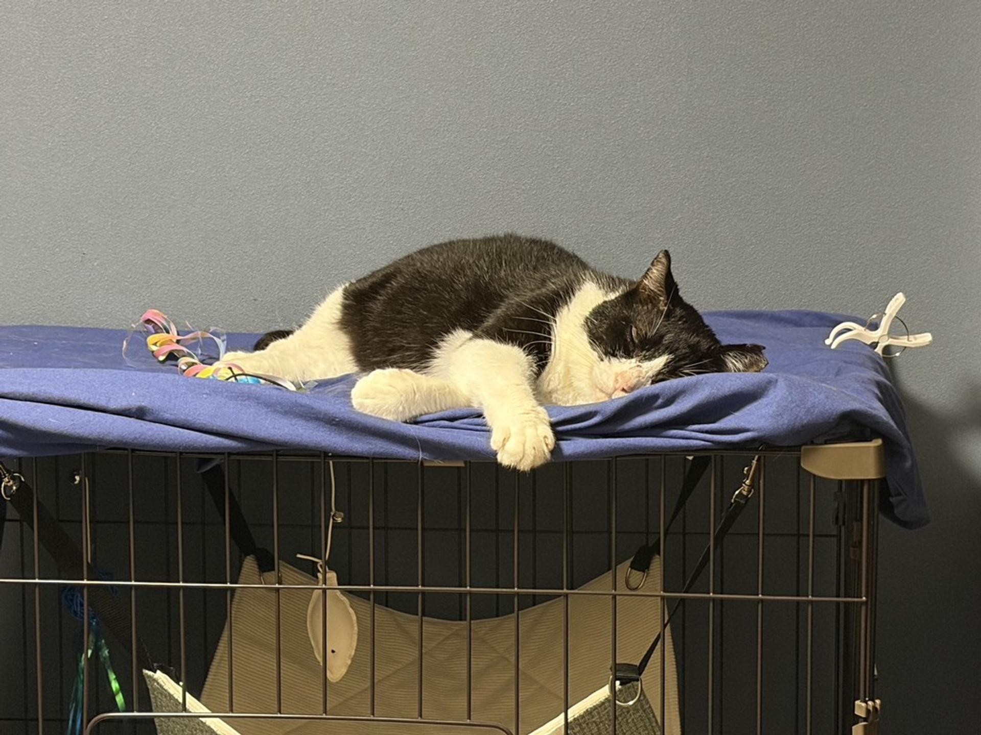 pet-image-2