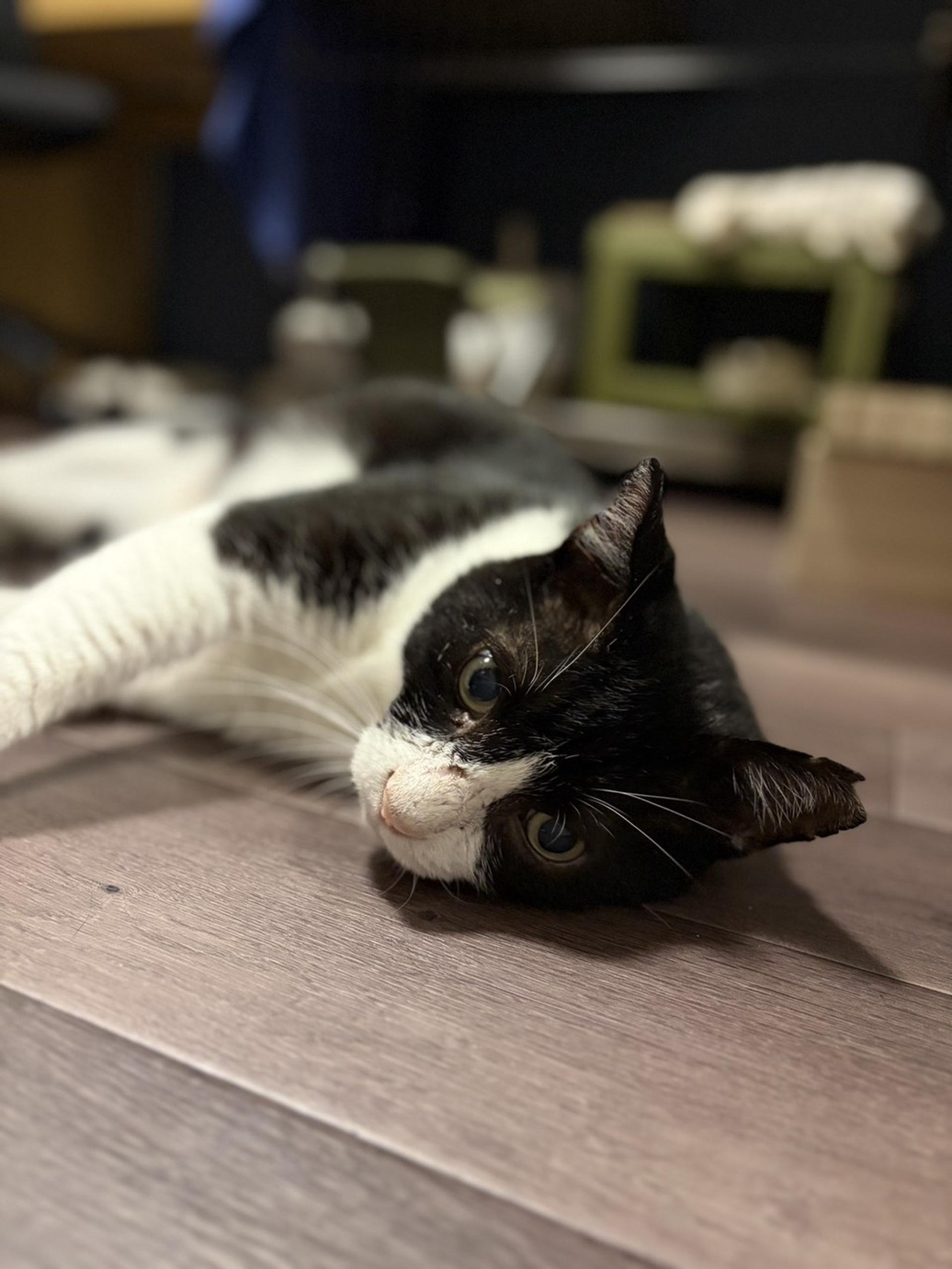 pet-image-3