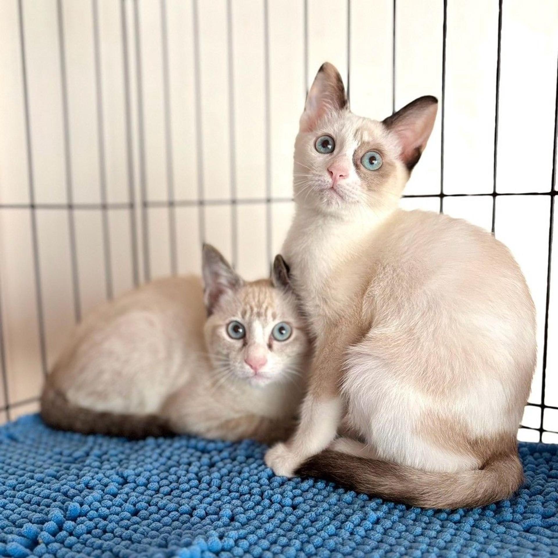 pet-image-4