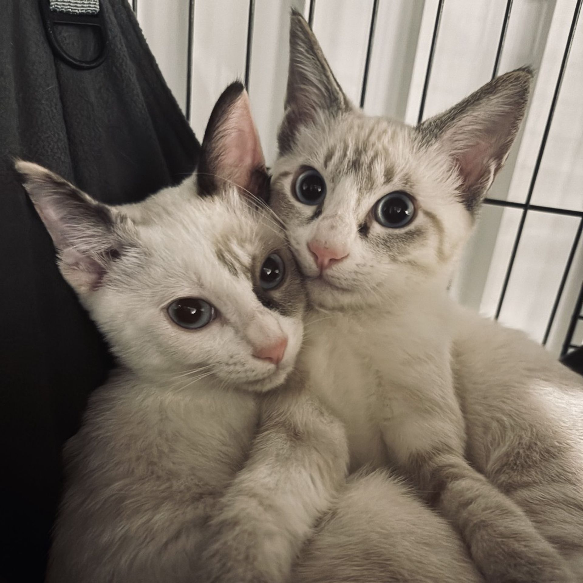 雑種（ミックス猫）・メスの里親募集の写真