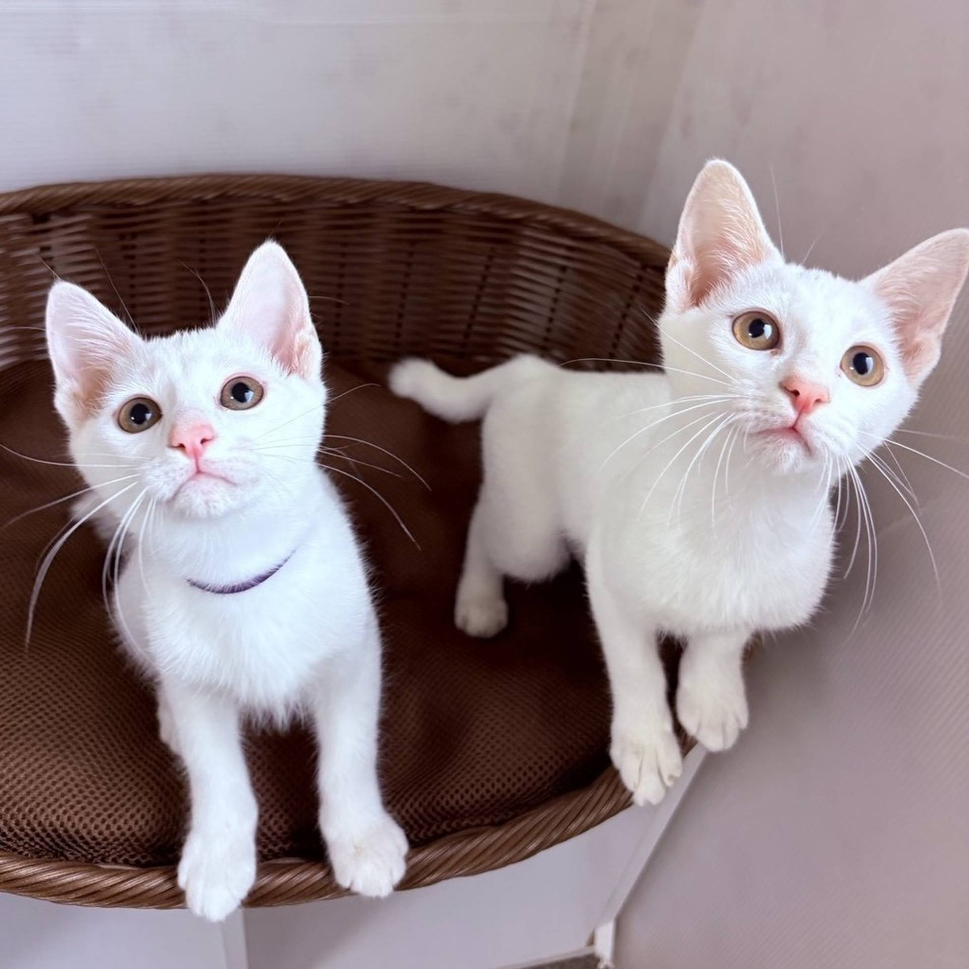 雑種（ミックス猫）・オスの里親募集の写真