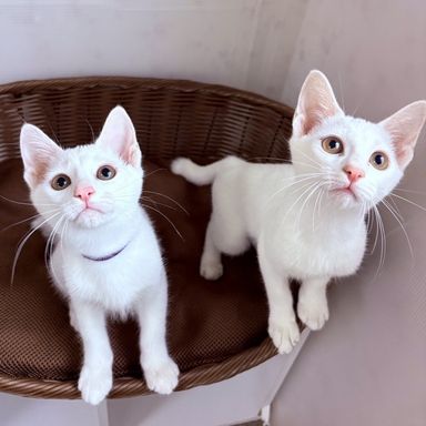 シロ&モモの写真