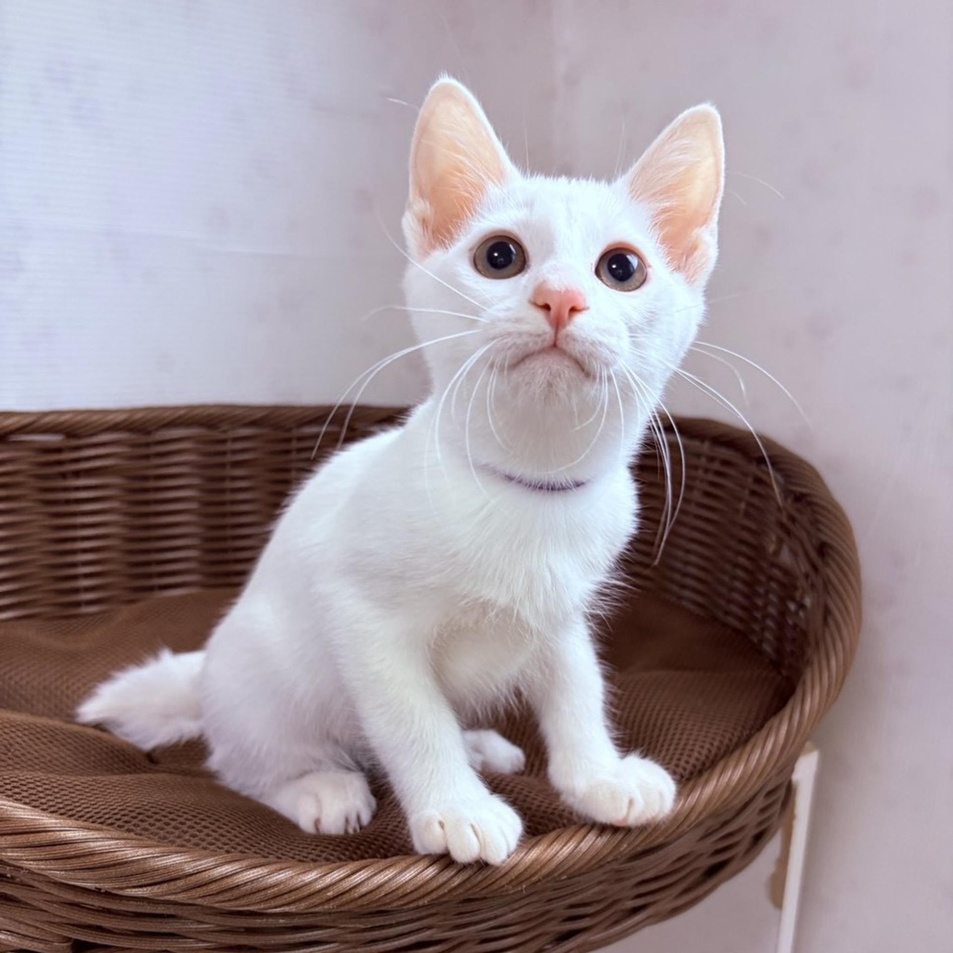 pet-image-3