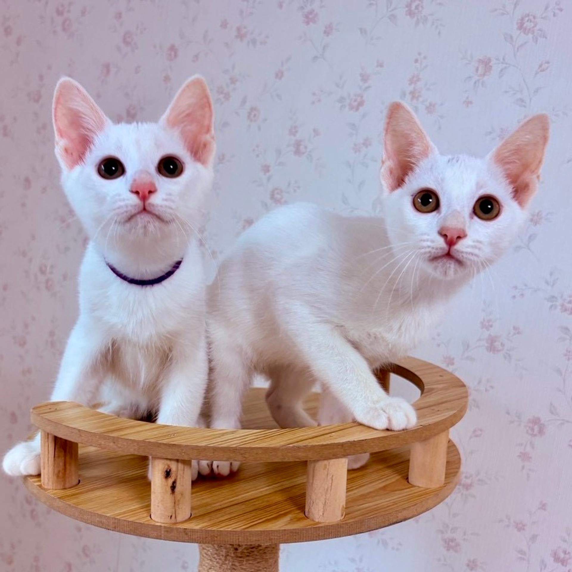 pet-image-4