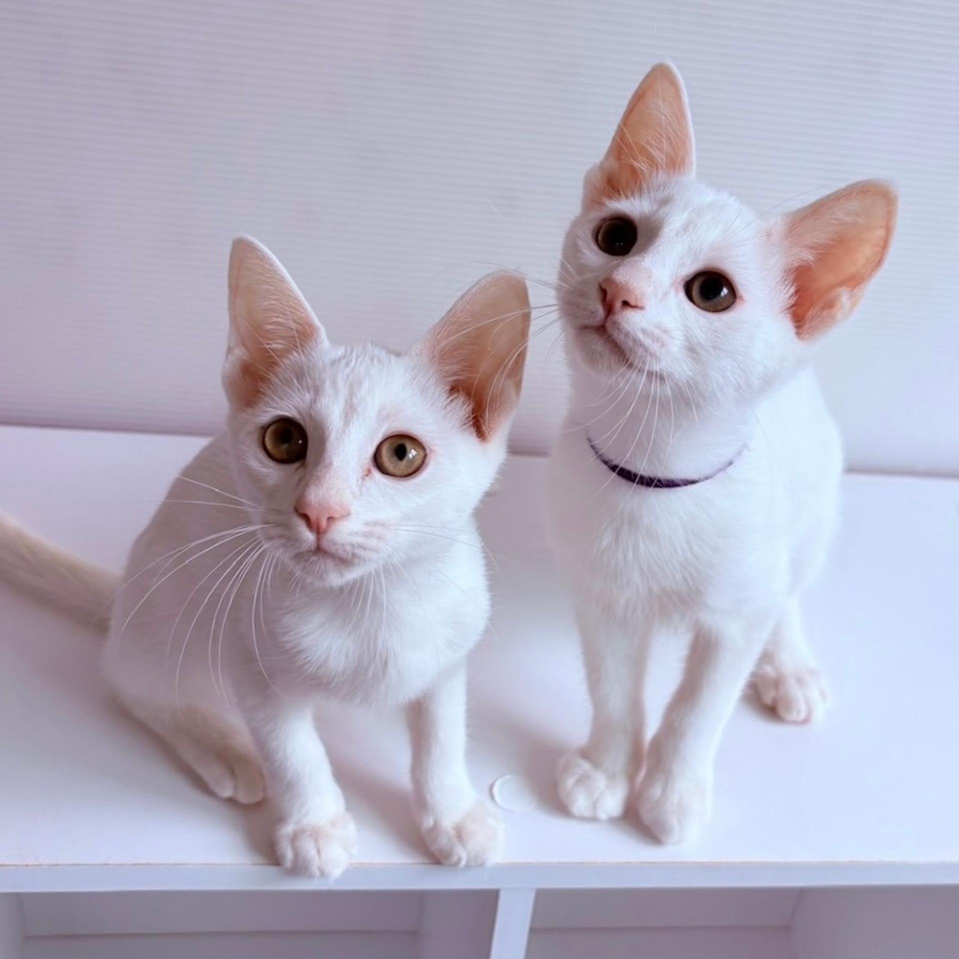 pet-image-5