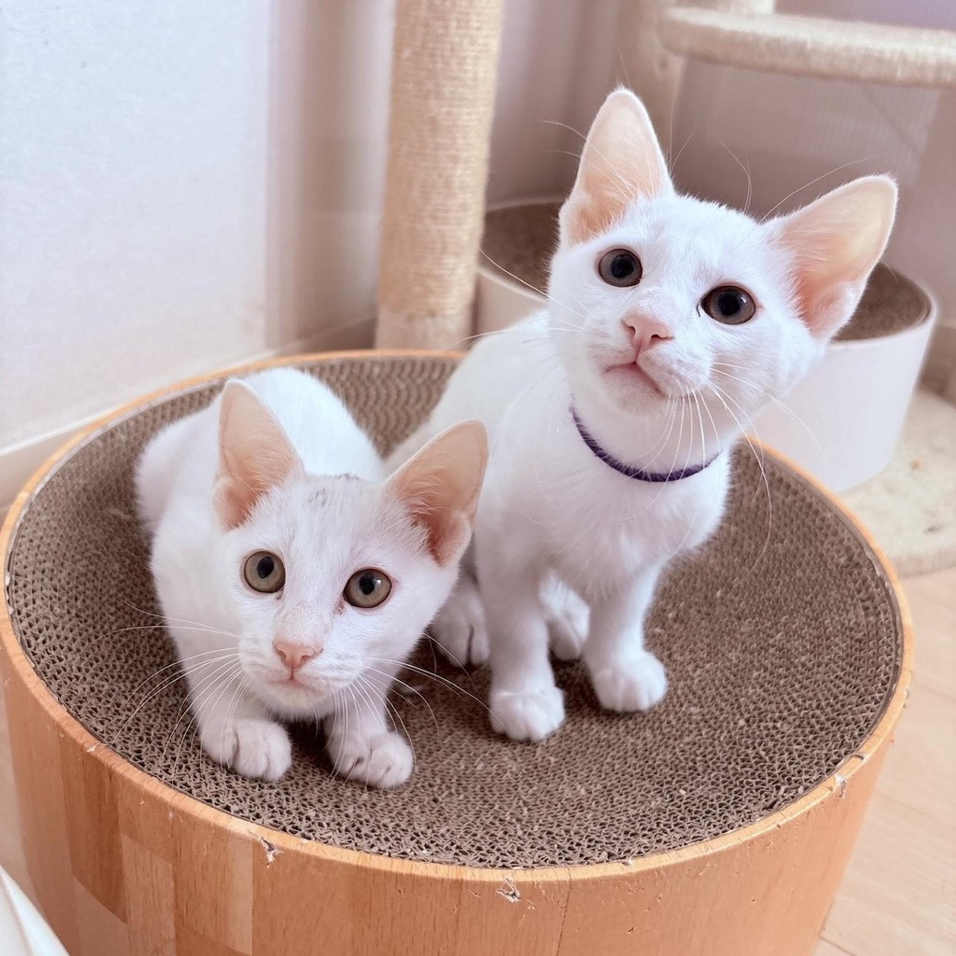 pet-image-6