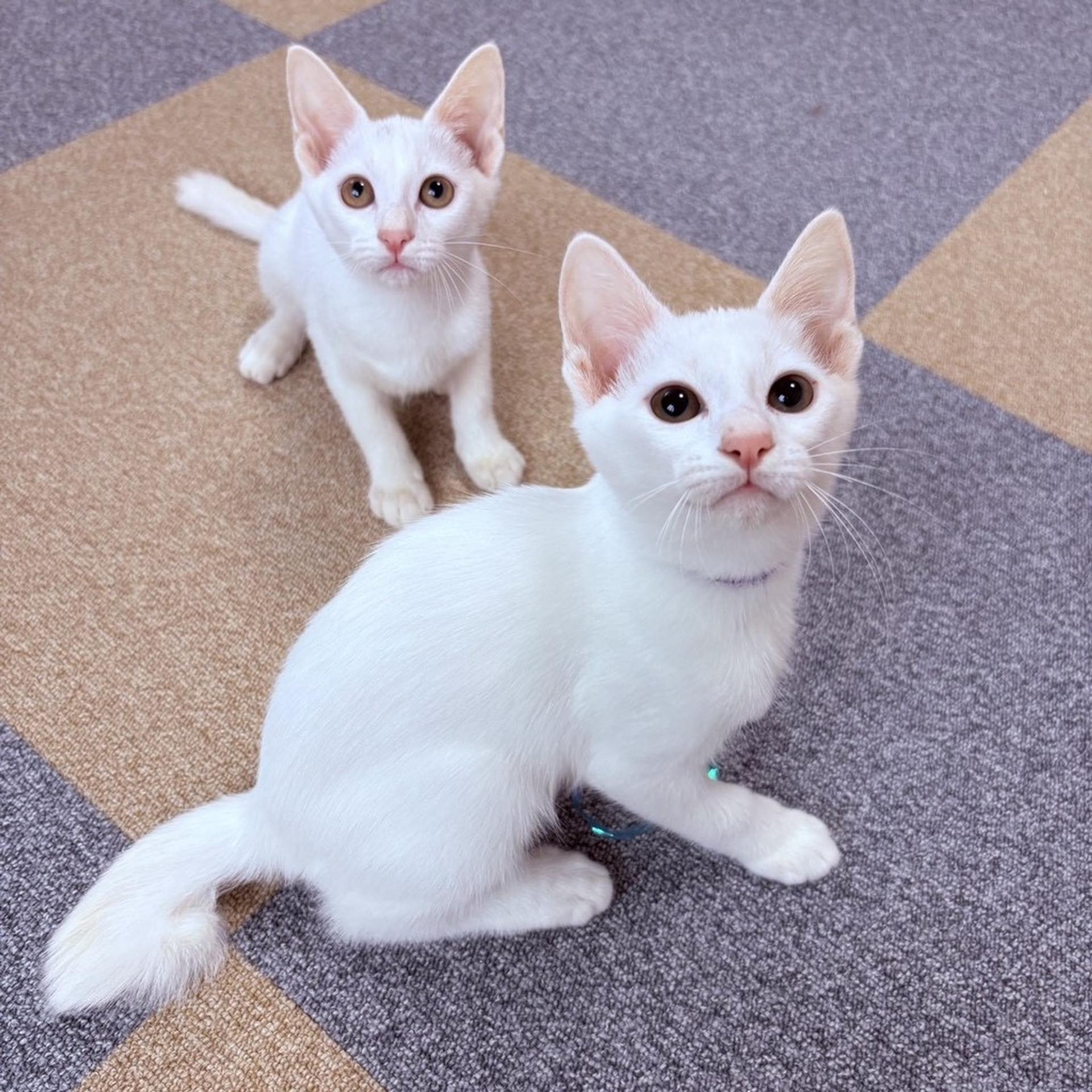 pet-image-7